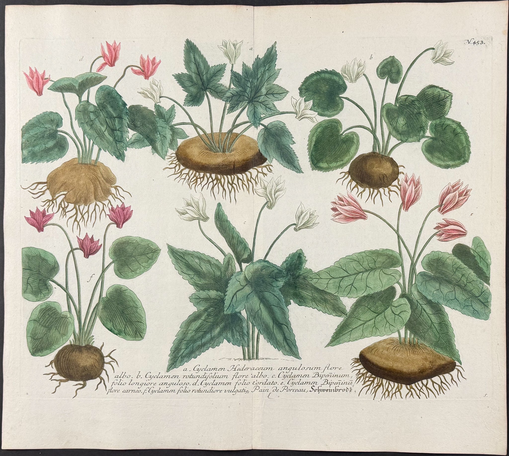 Cyclamen