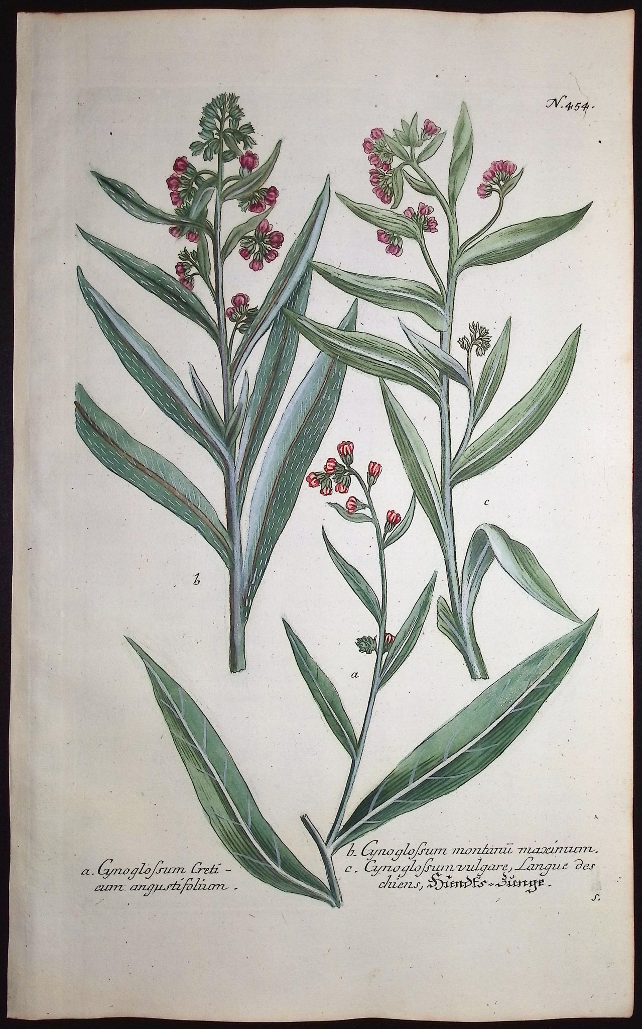 Cynoglossum