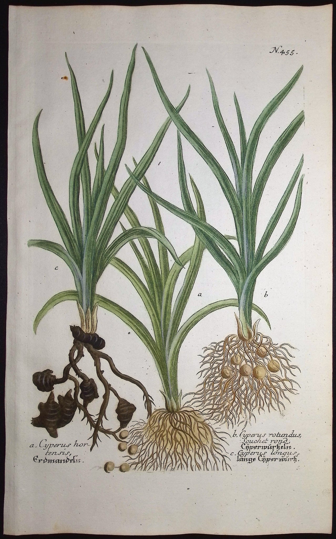 Cyperus