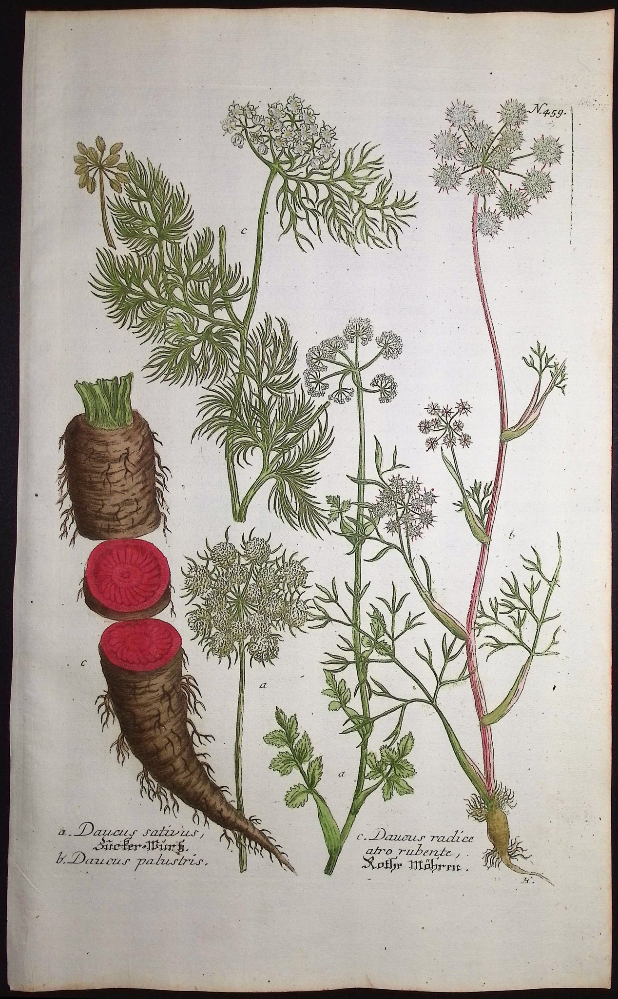 Carrot