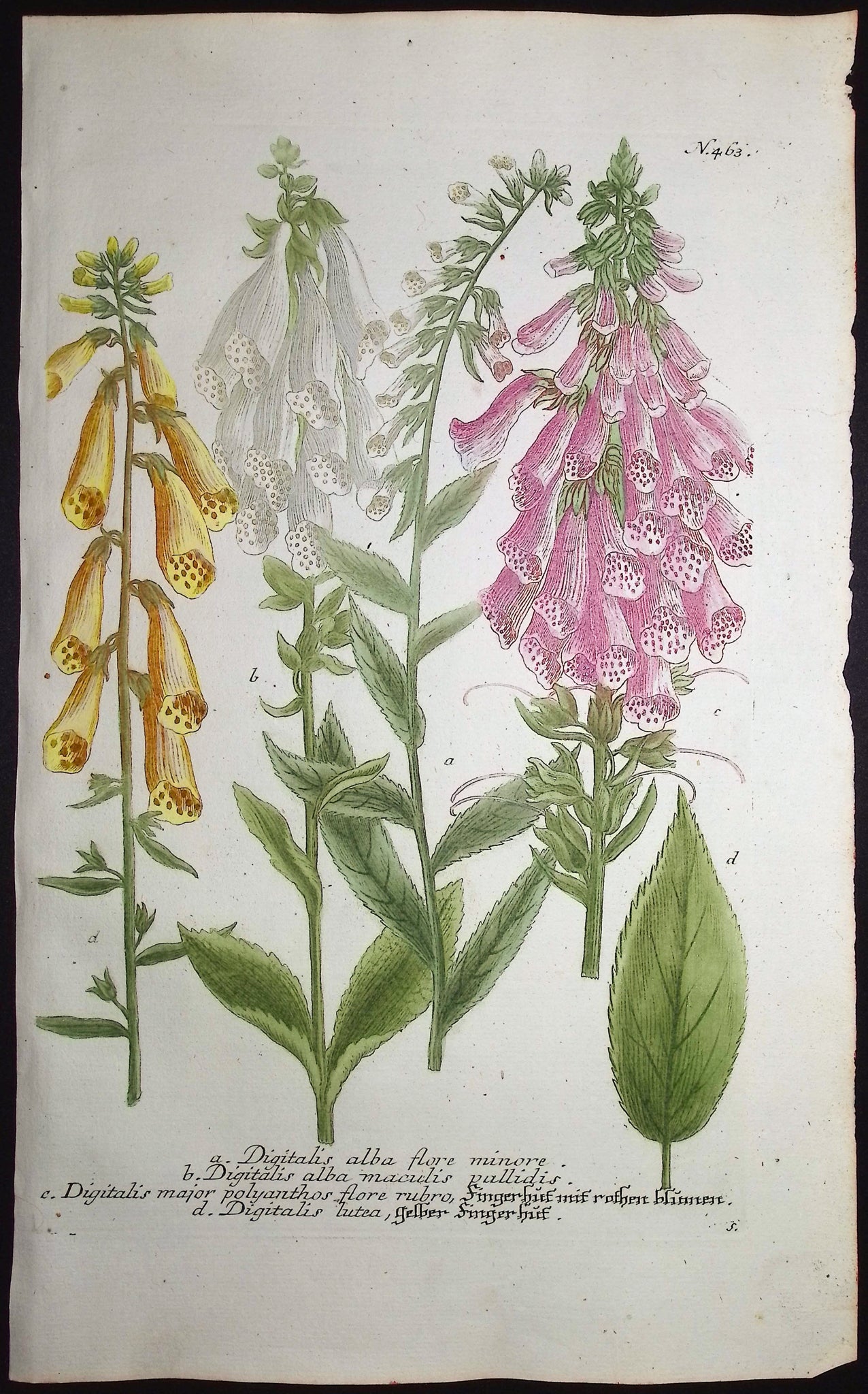 Foxglove