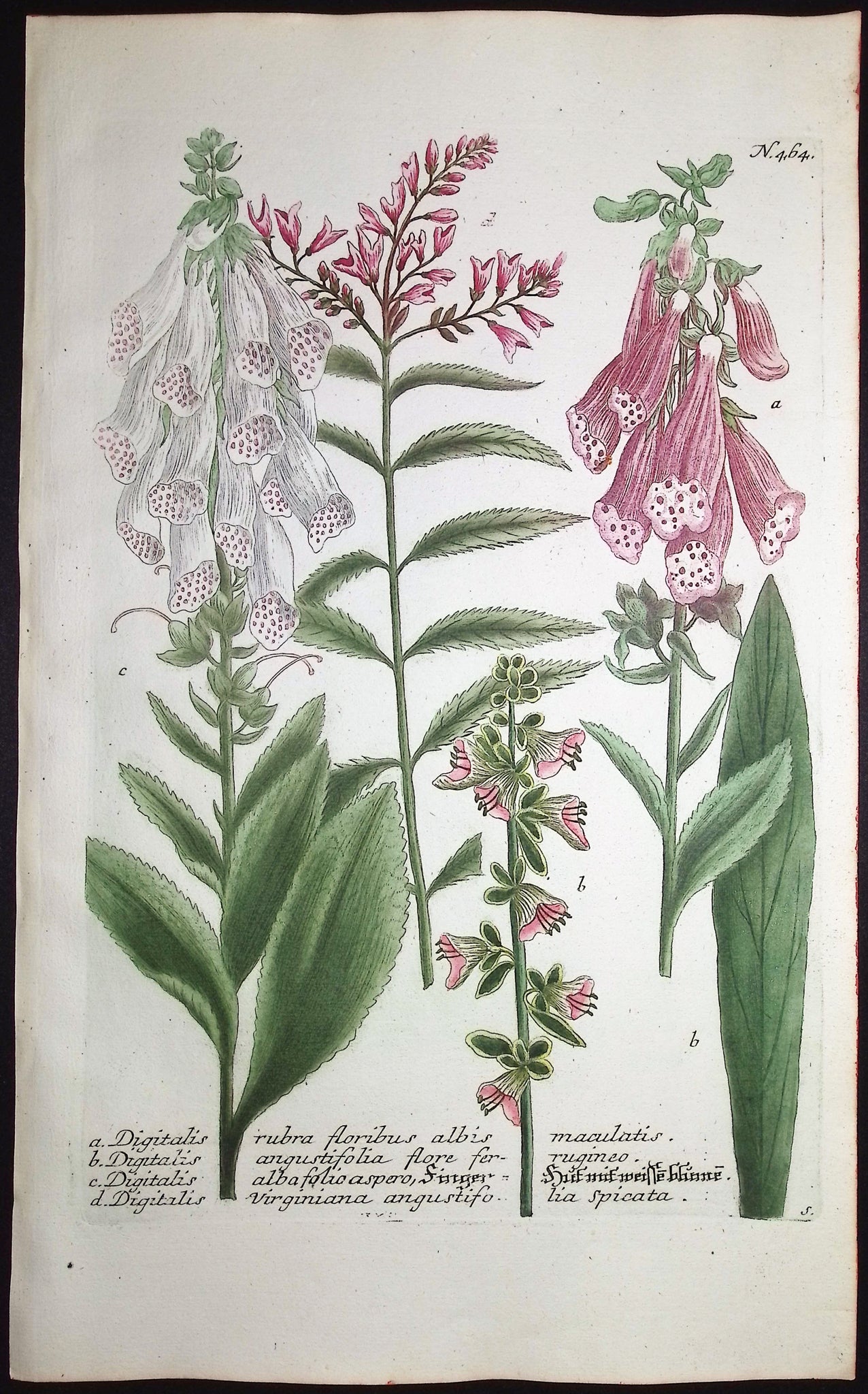 Foxglove