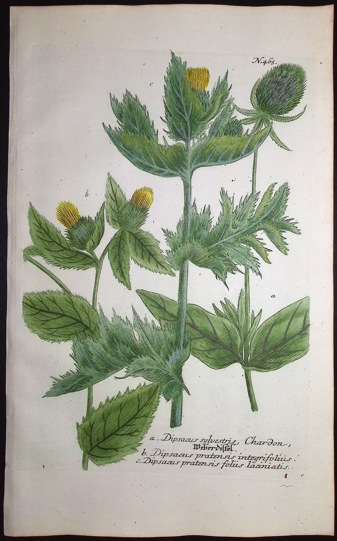 Common Teasel