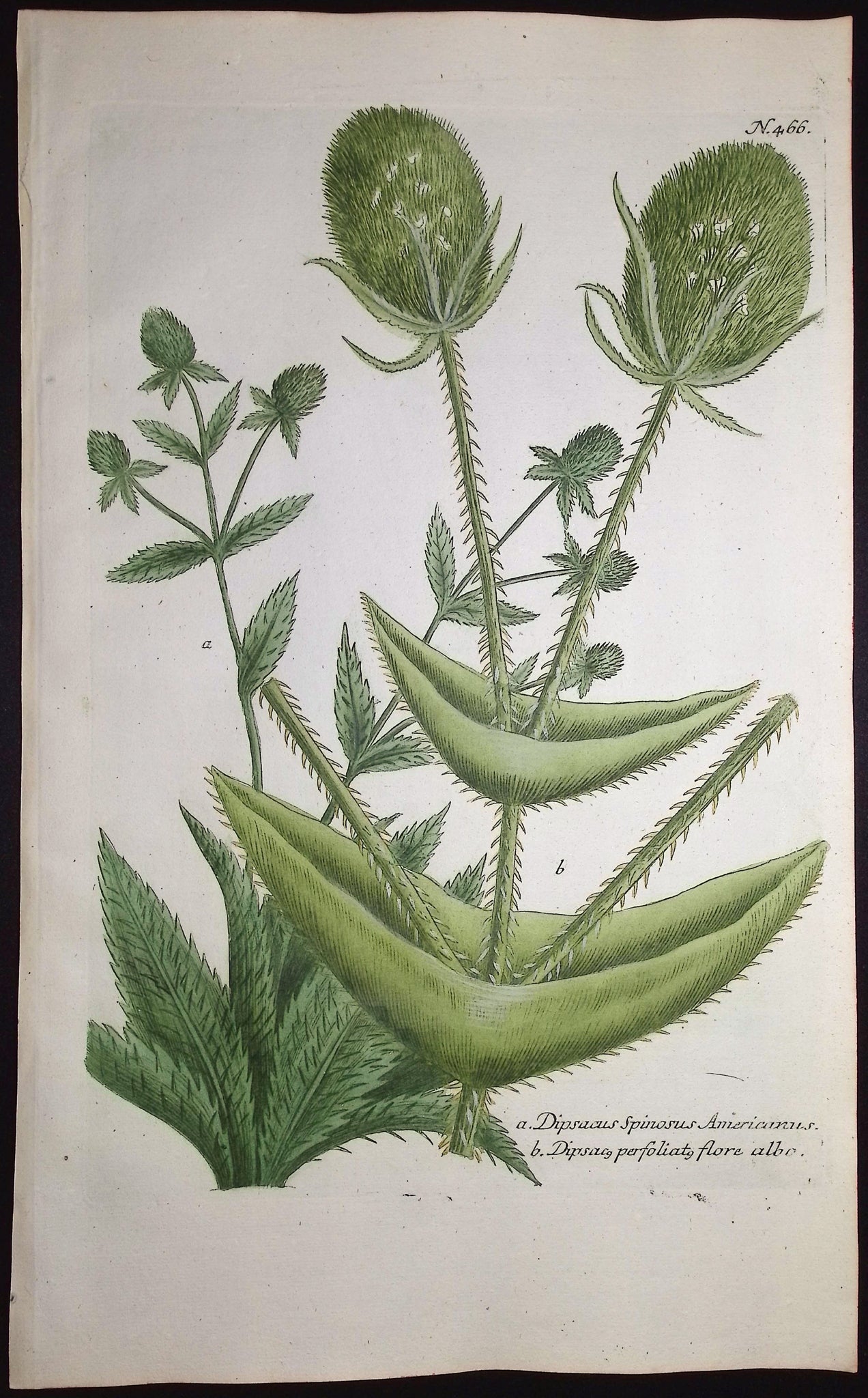 Teasel