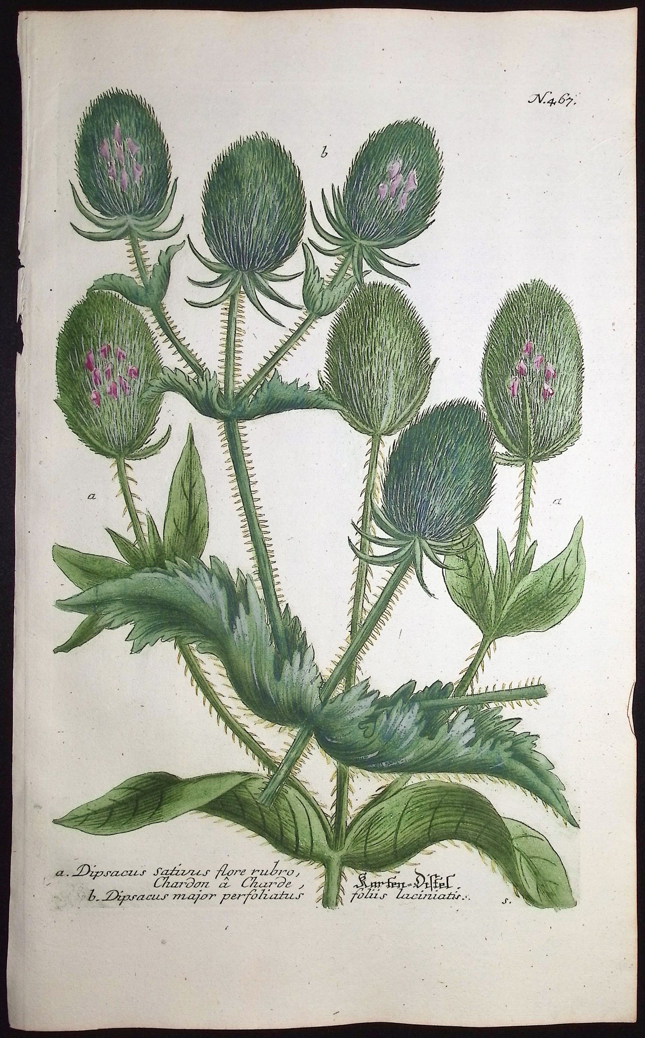 Teasel