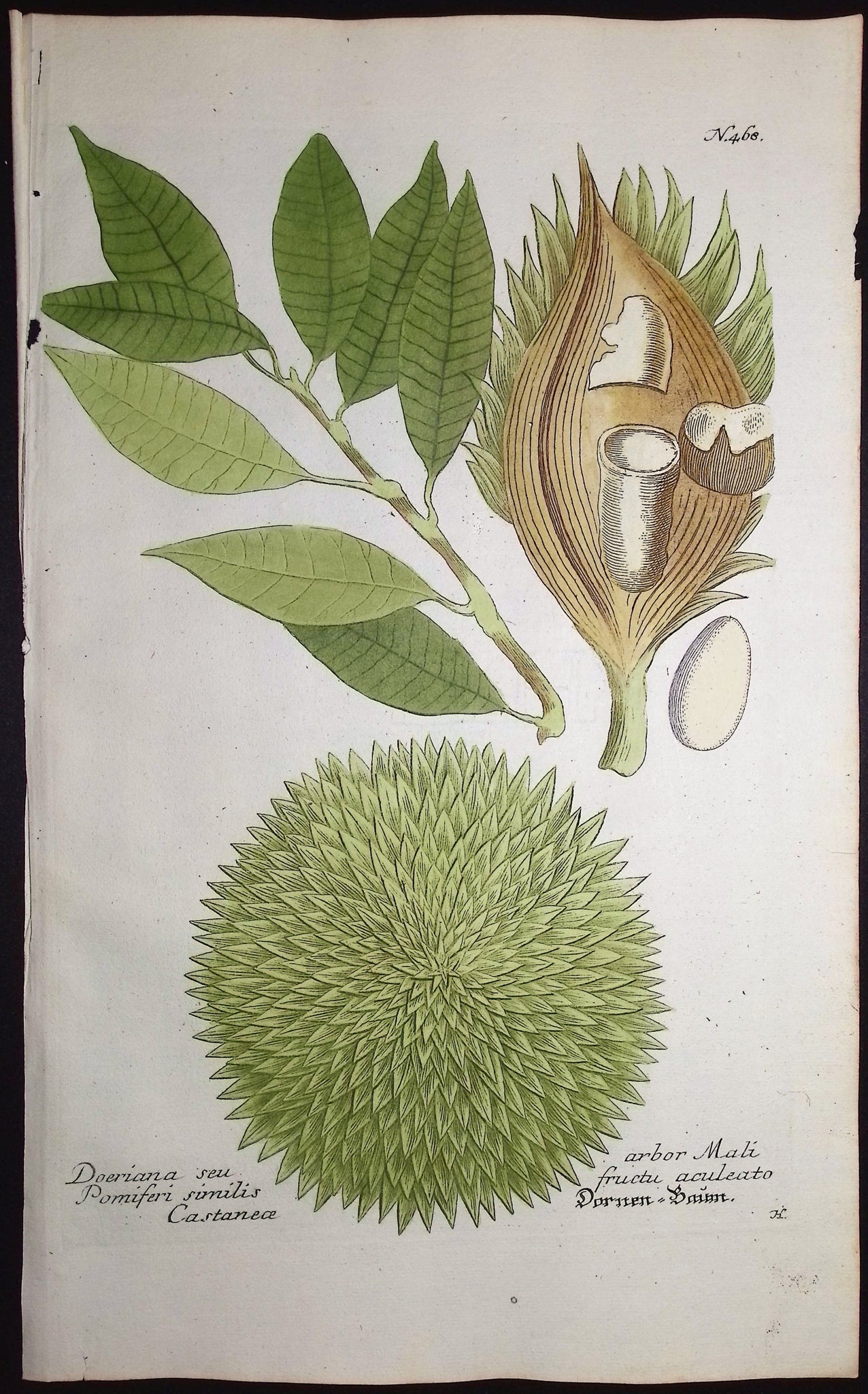 Doeriana, Mali Pomiferi