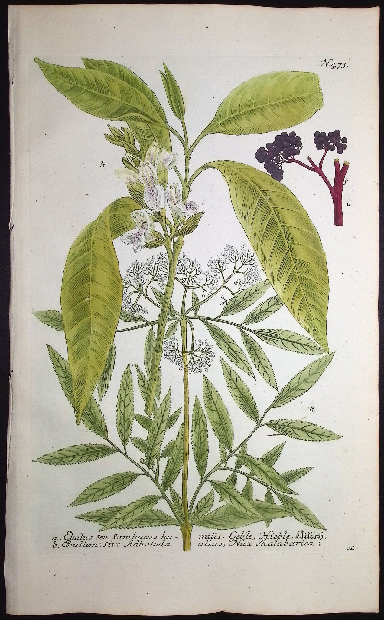 Ebulus