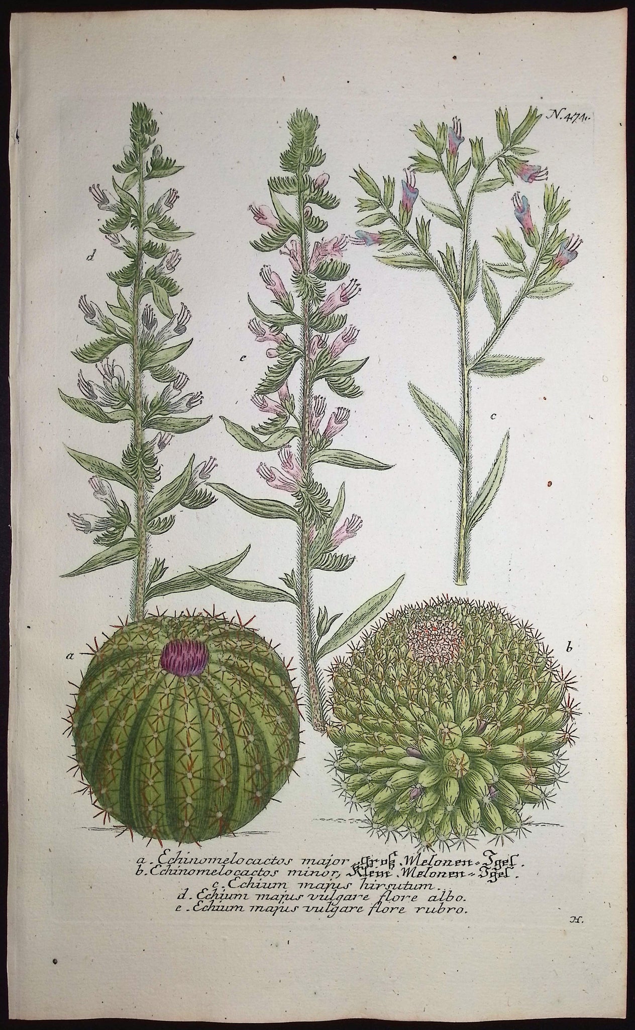 Cactus & Bugloss