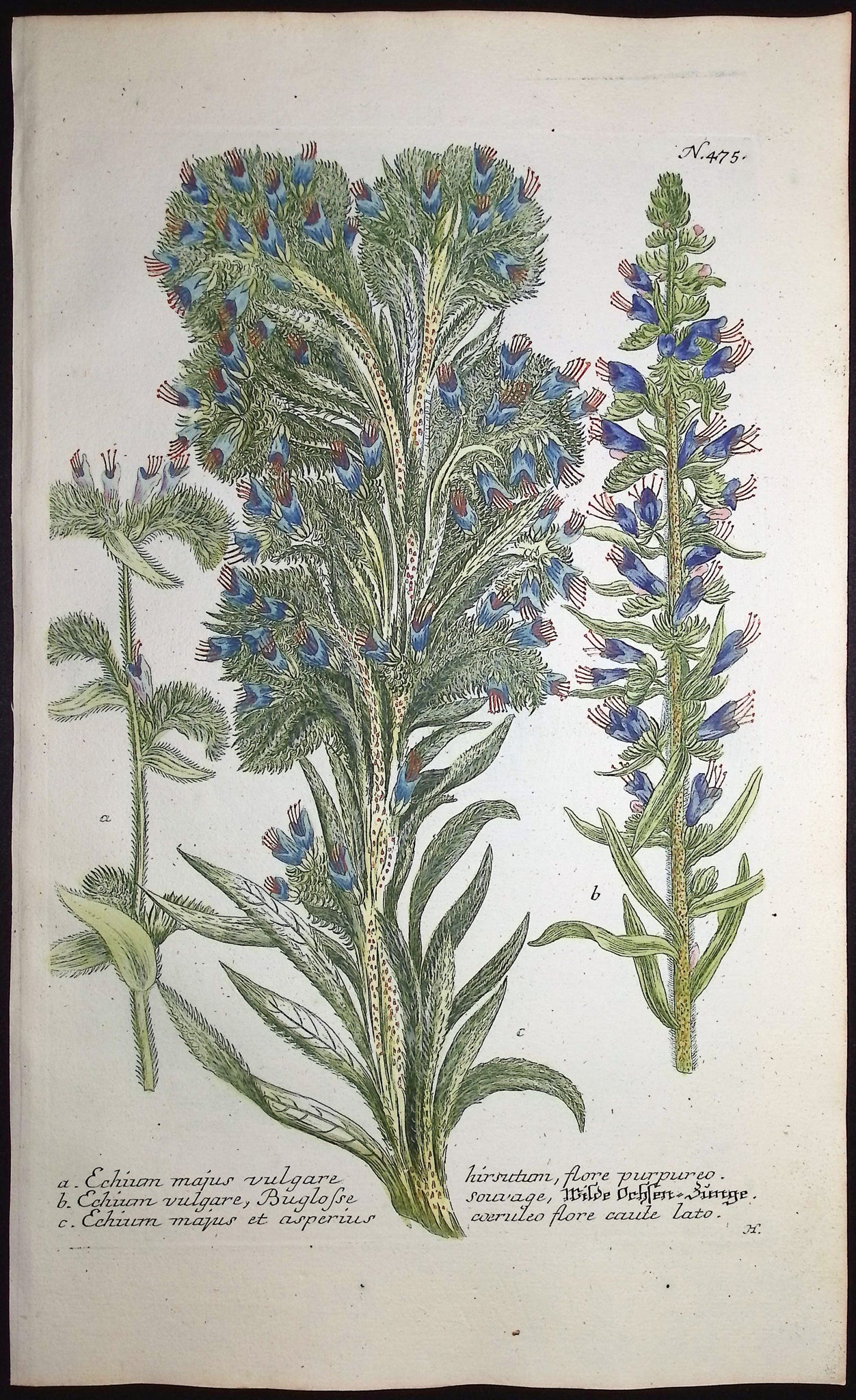 Echium