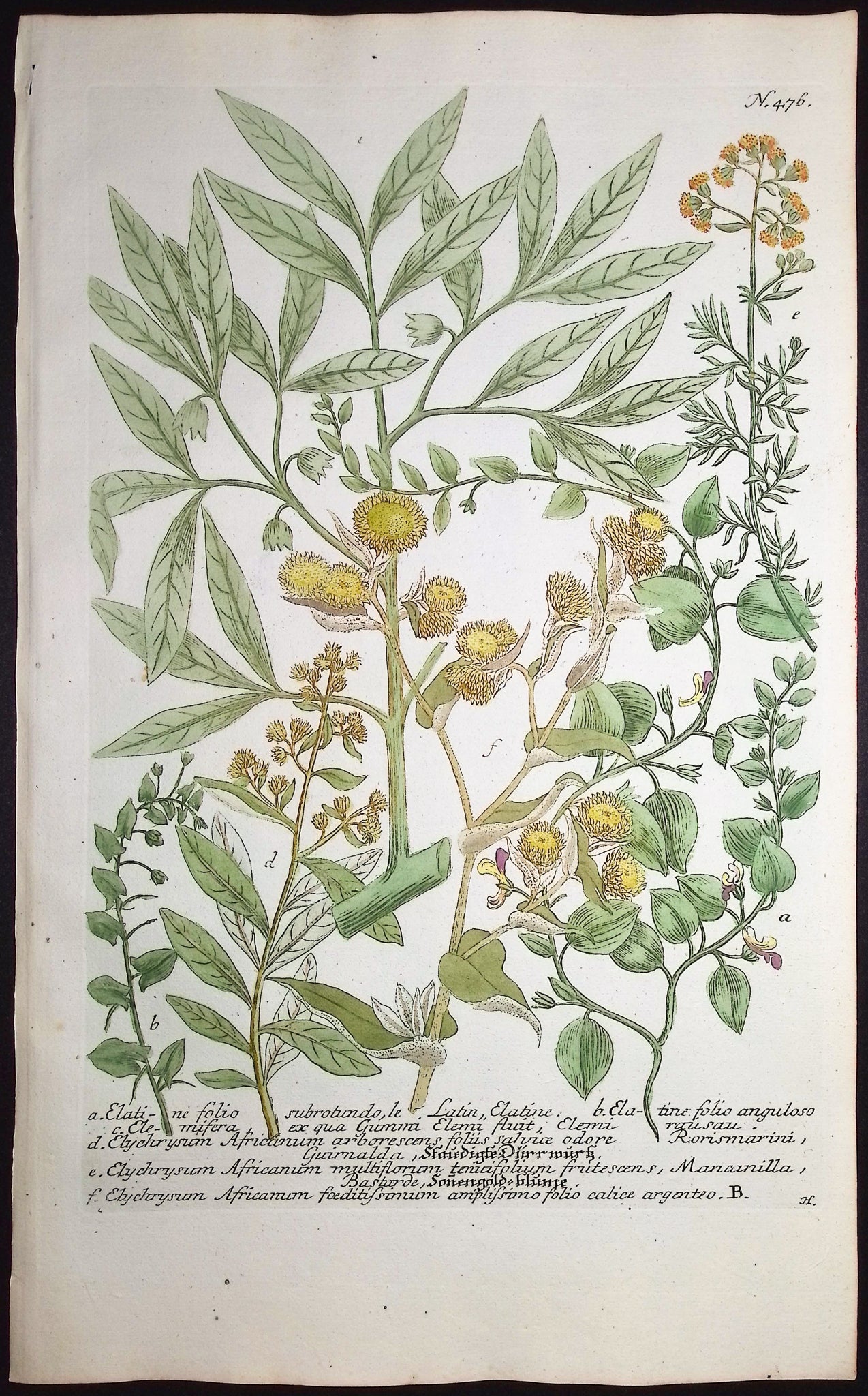 Elychrysum