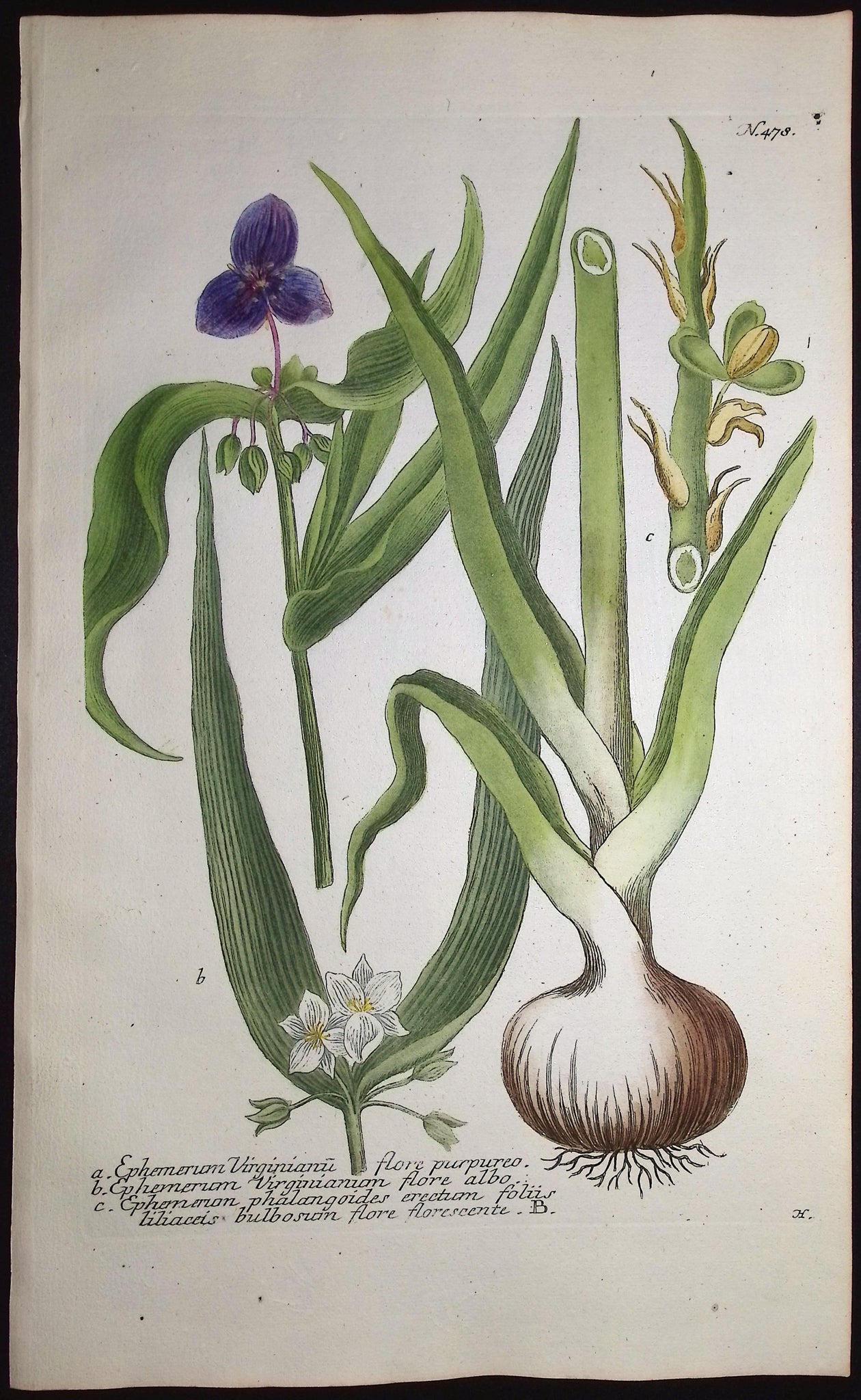 Spiderwort