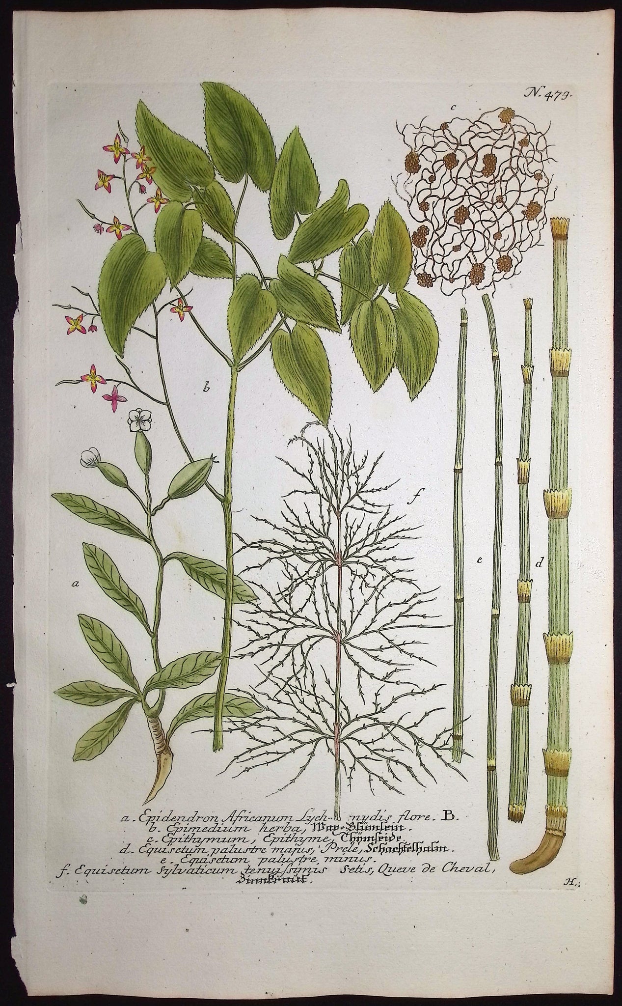 Epidendron, Epimedium, Equisetum