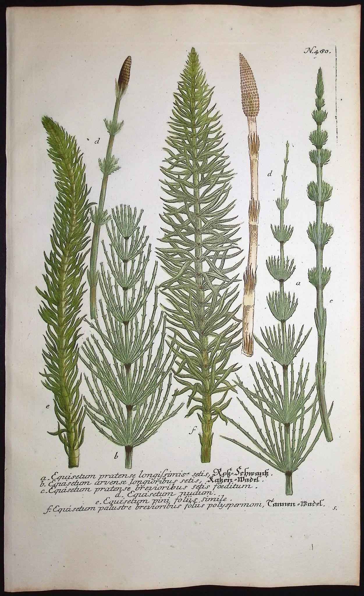 Horsetail