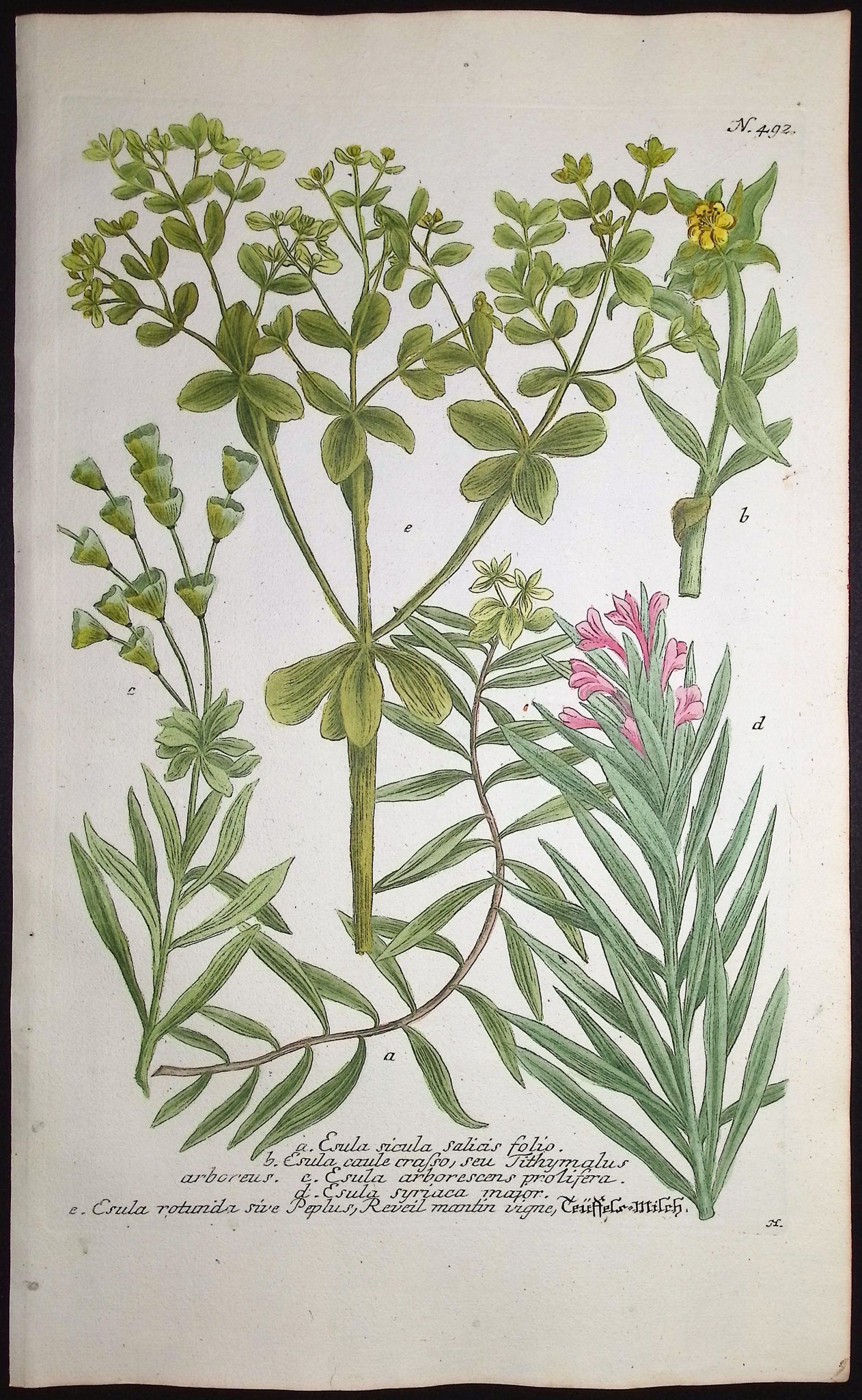 Esula