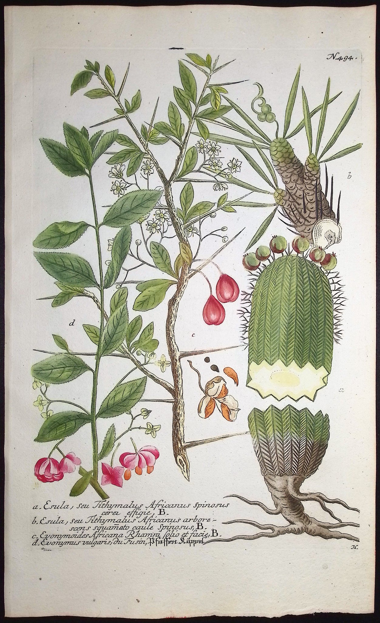 Spindle Tree