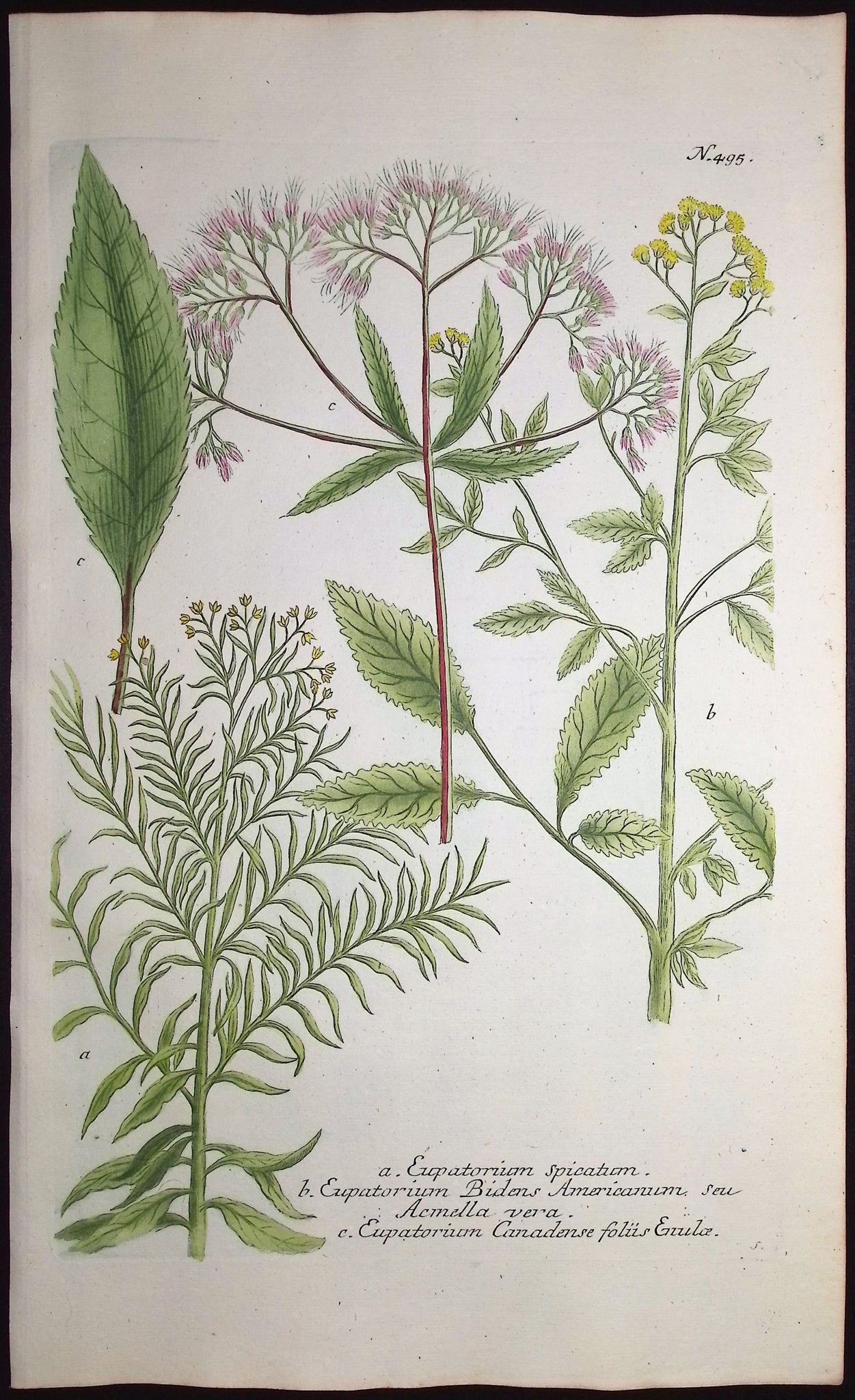 Eupatorium
