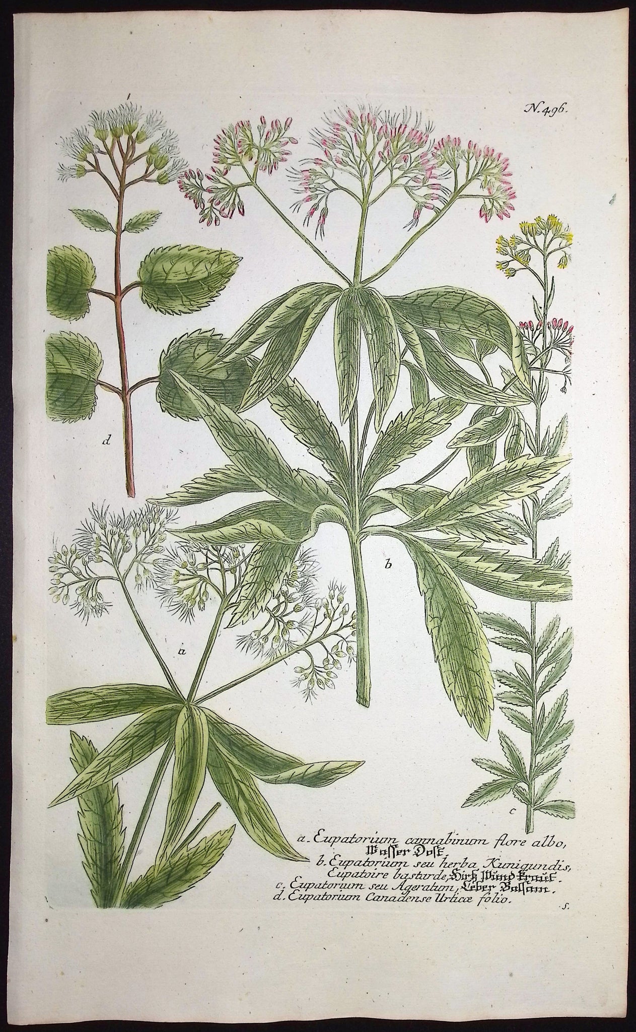 Eupatorium