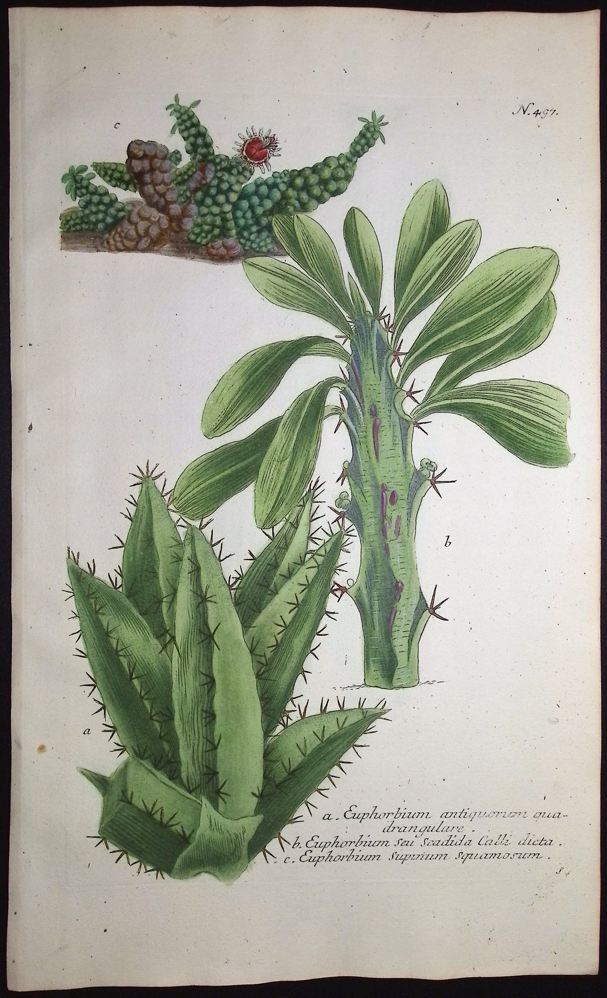 Euphorbium
