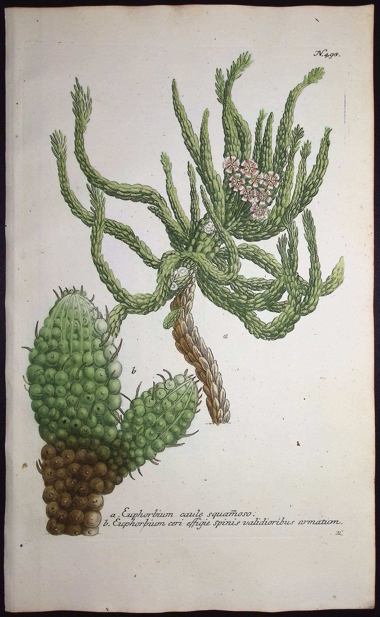 Cactus-like plant