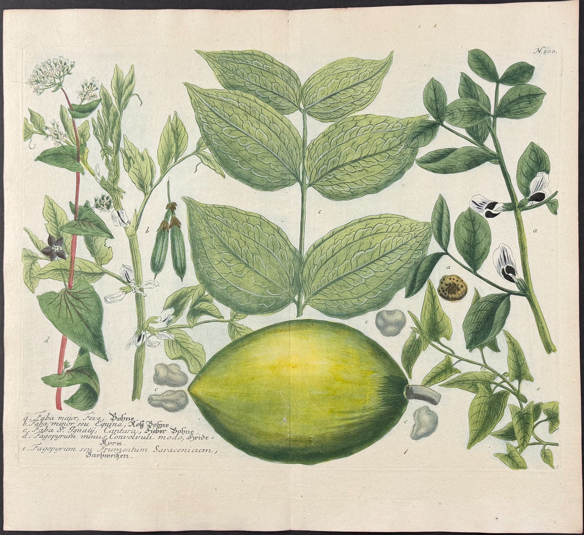 Broad bean & Buckwheat