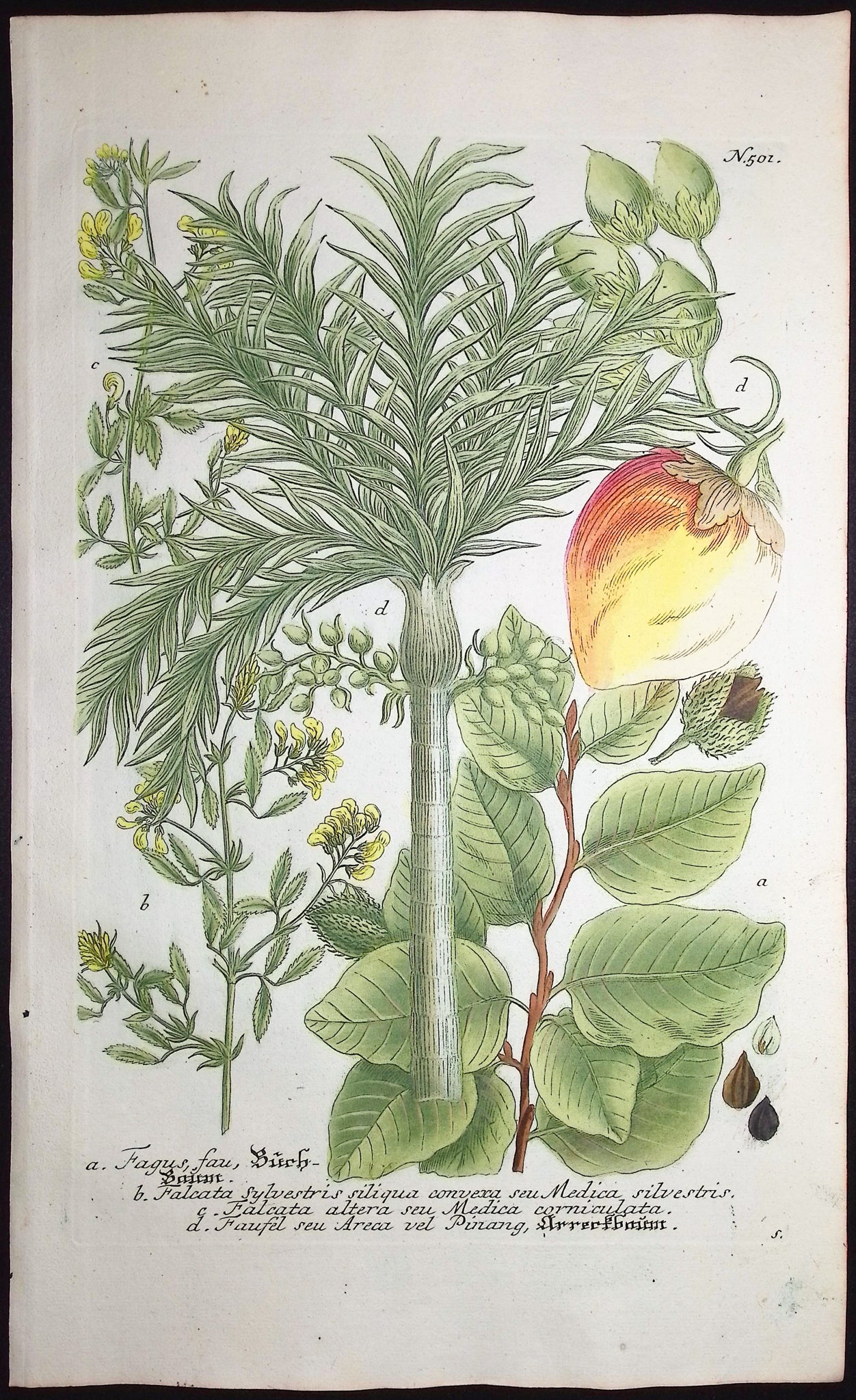 Fagus, Falcata, Faufel