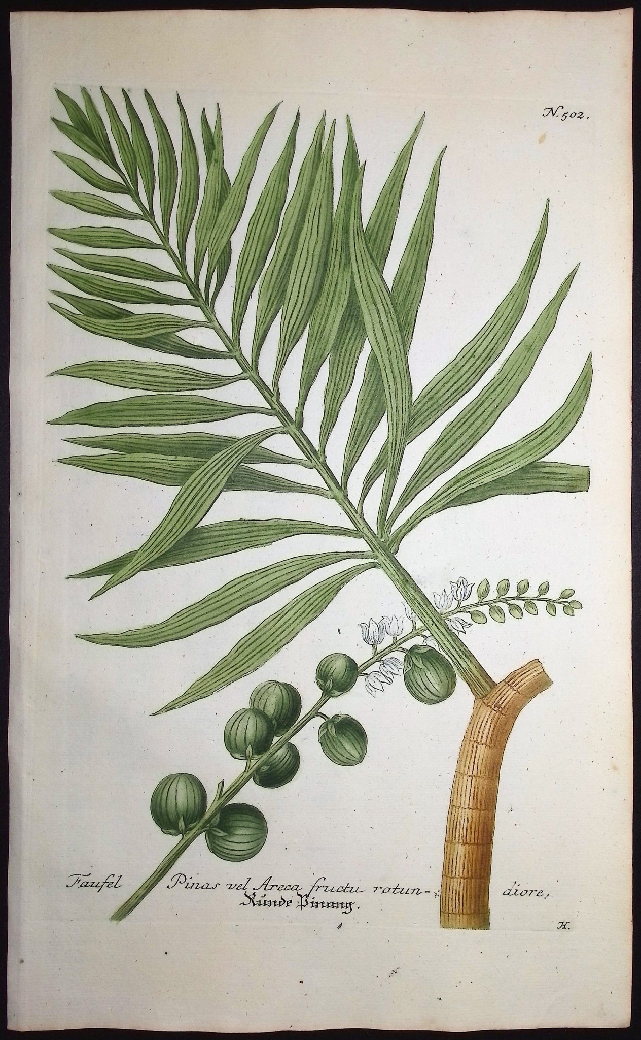Faufel Pinas