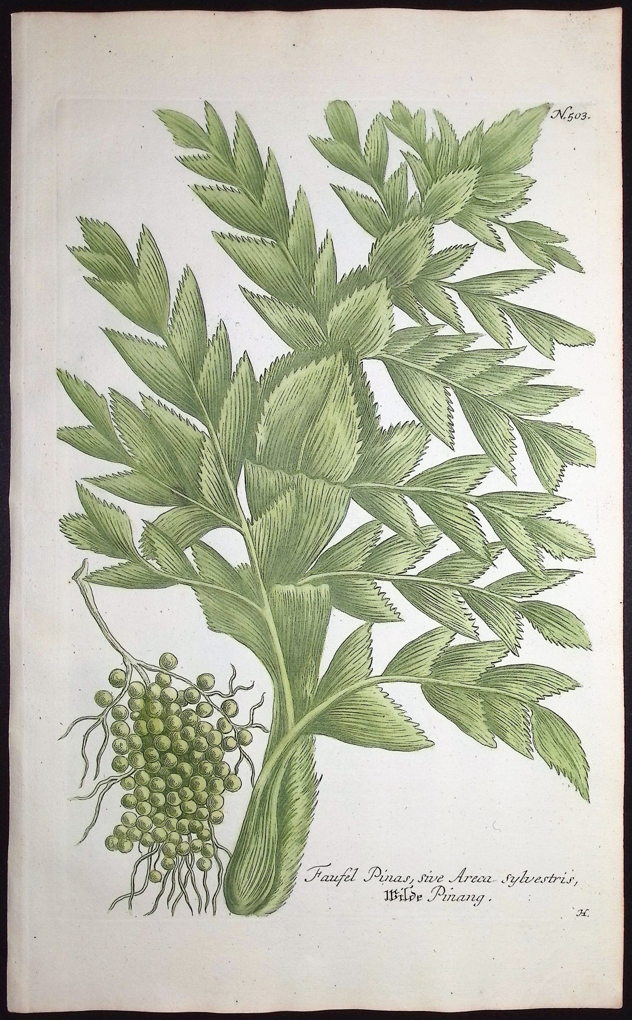 Faufel Pinas
