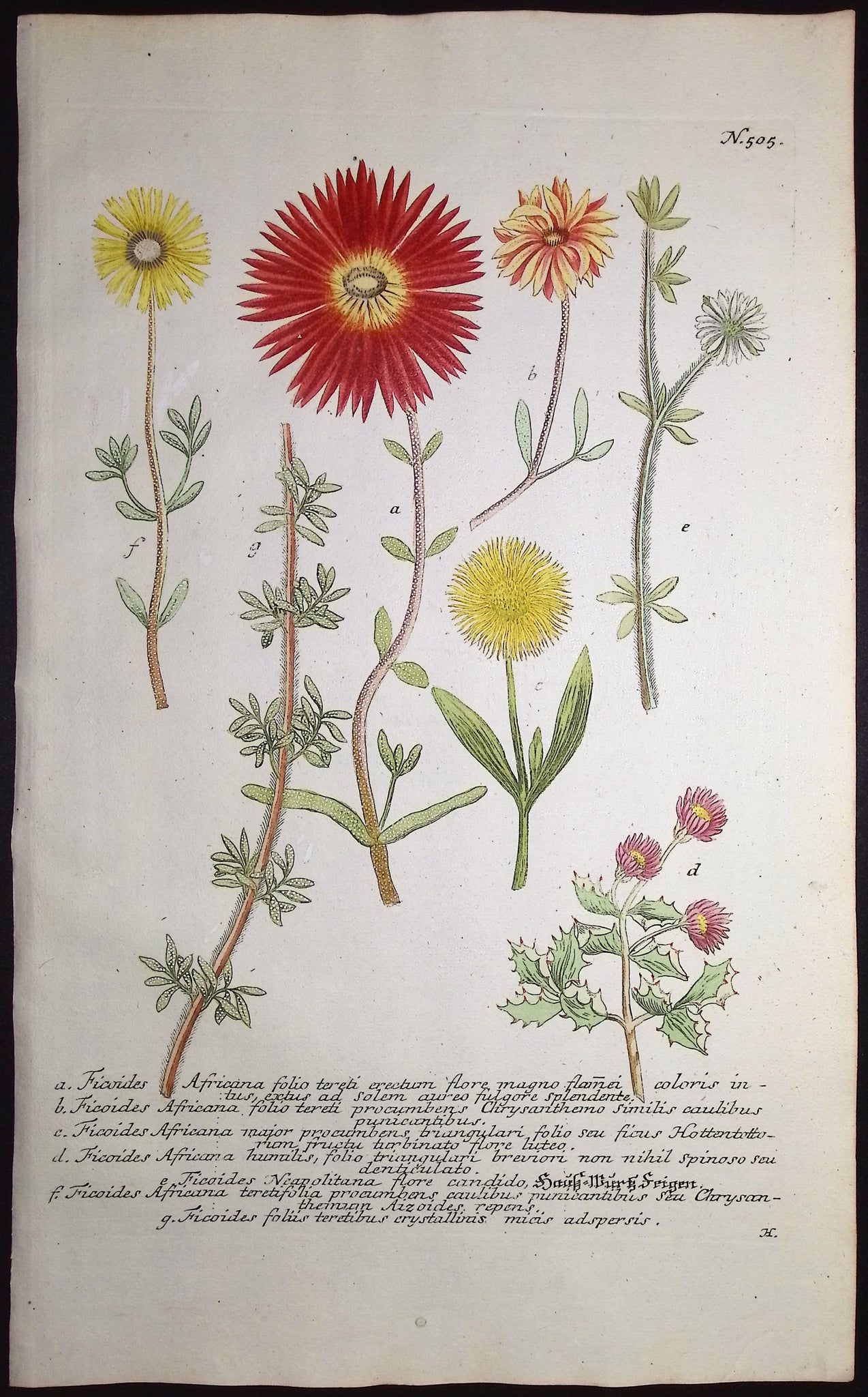 Ficoides Africana