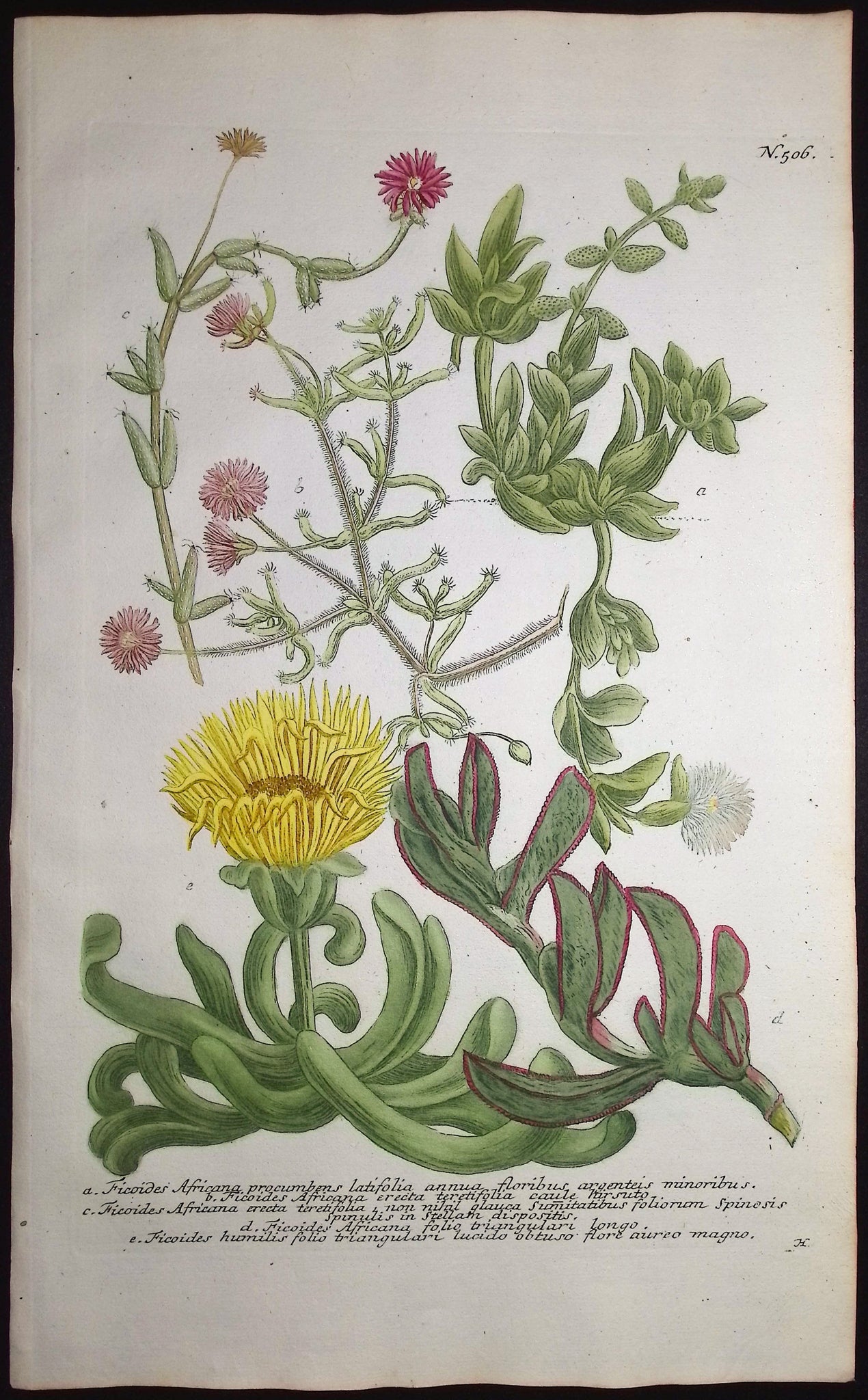 Ficoides