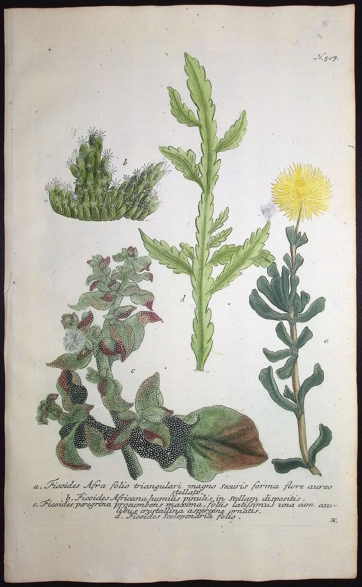 Ficoides