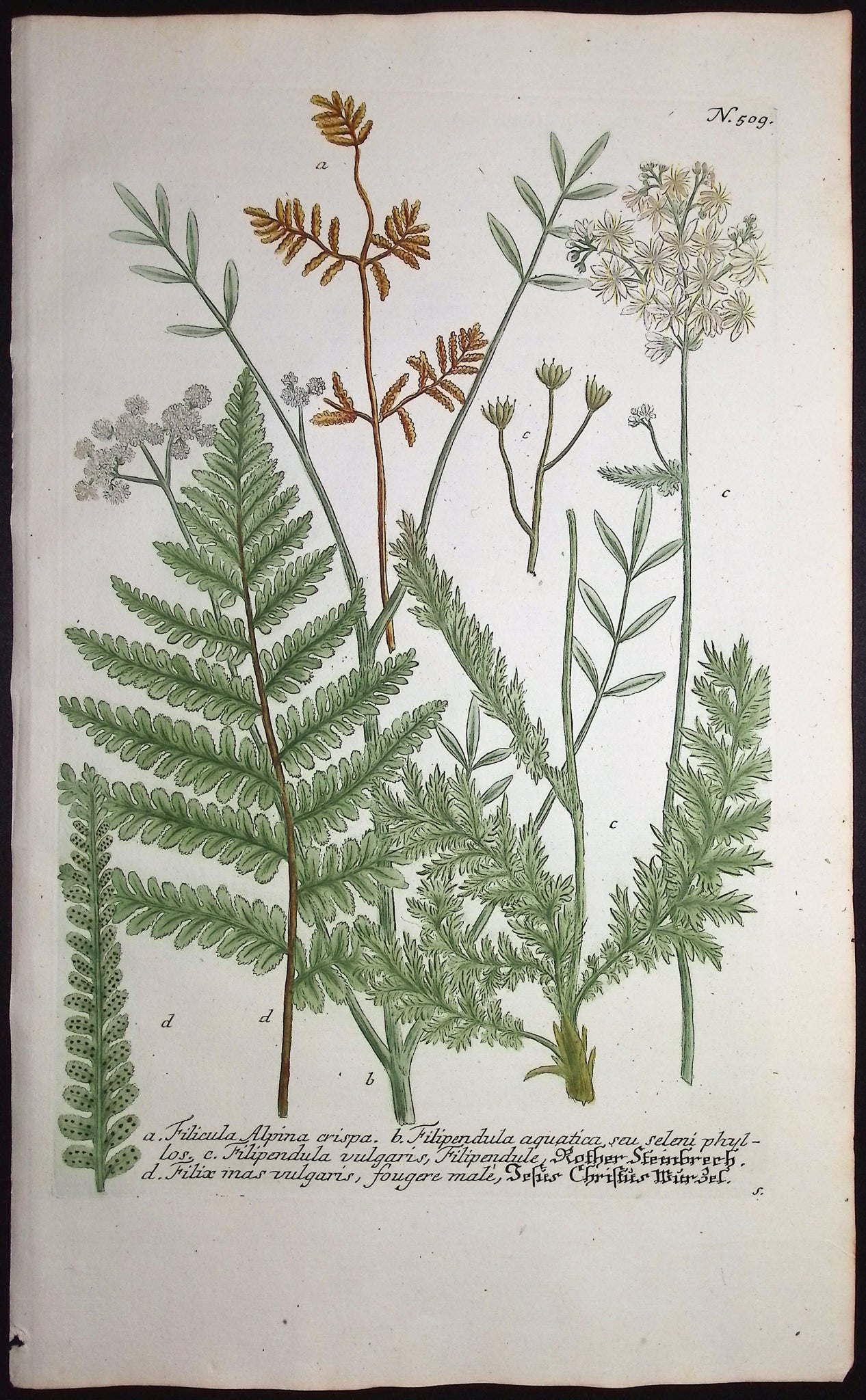 Fern, Filicula