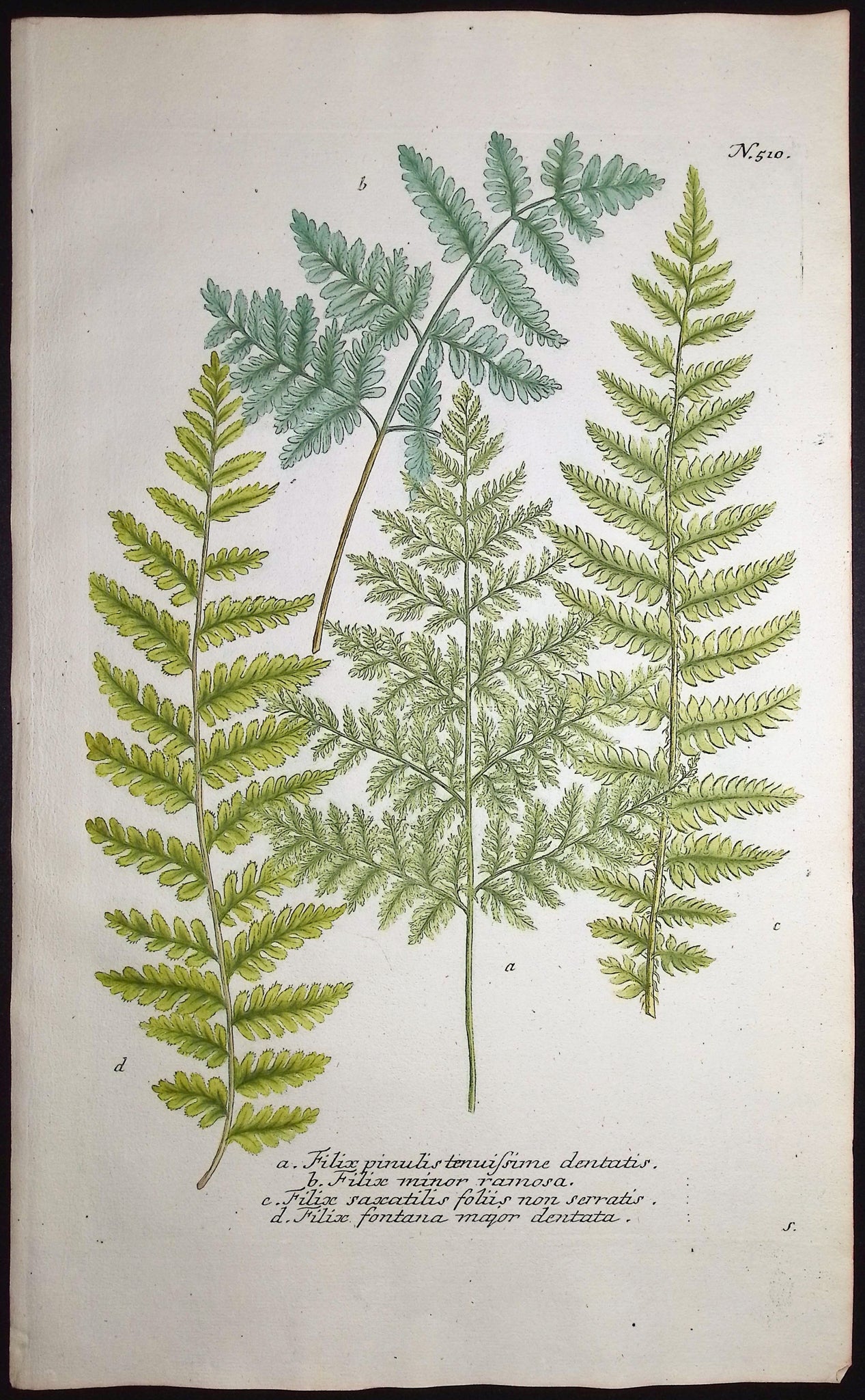Fern