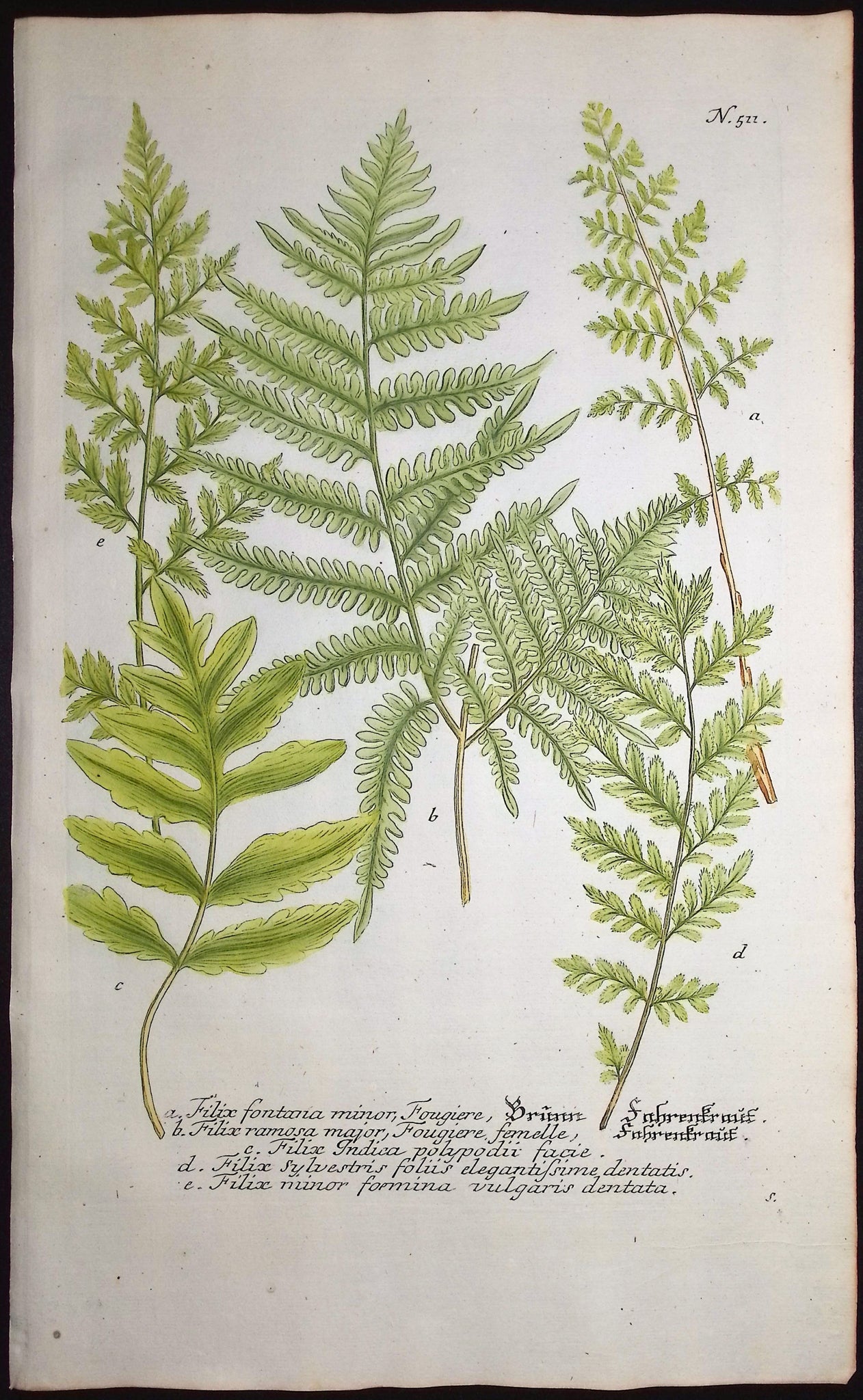 Fern