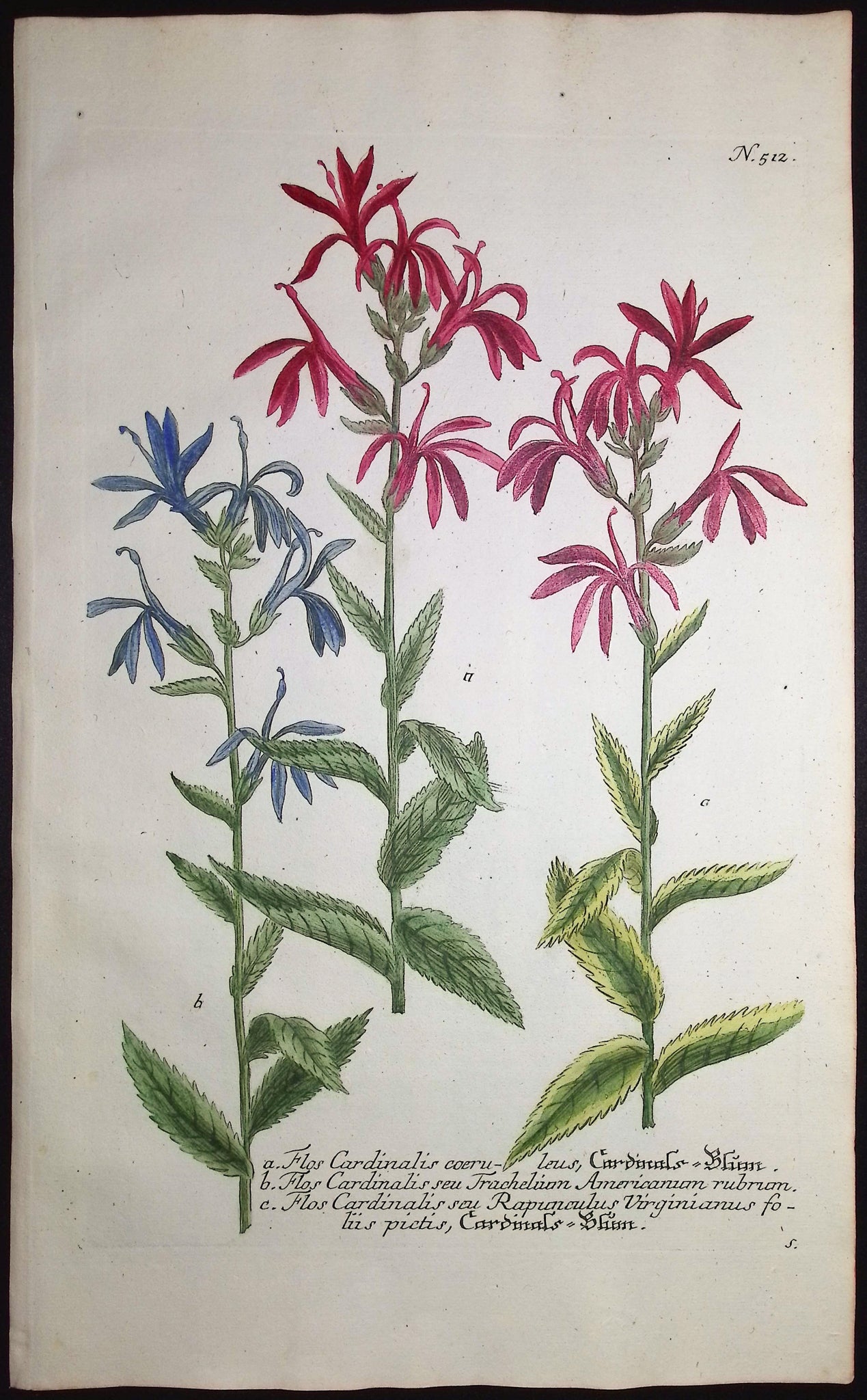 Flos Cardinalis