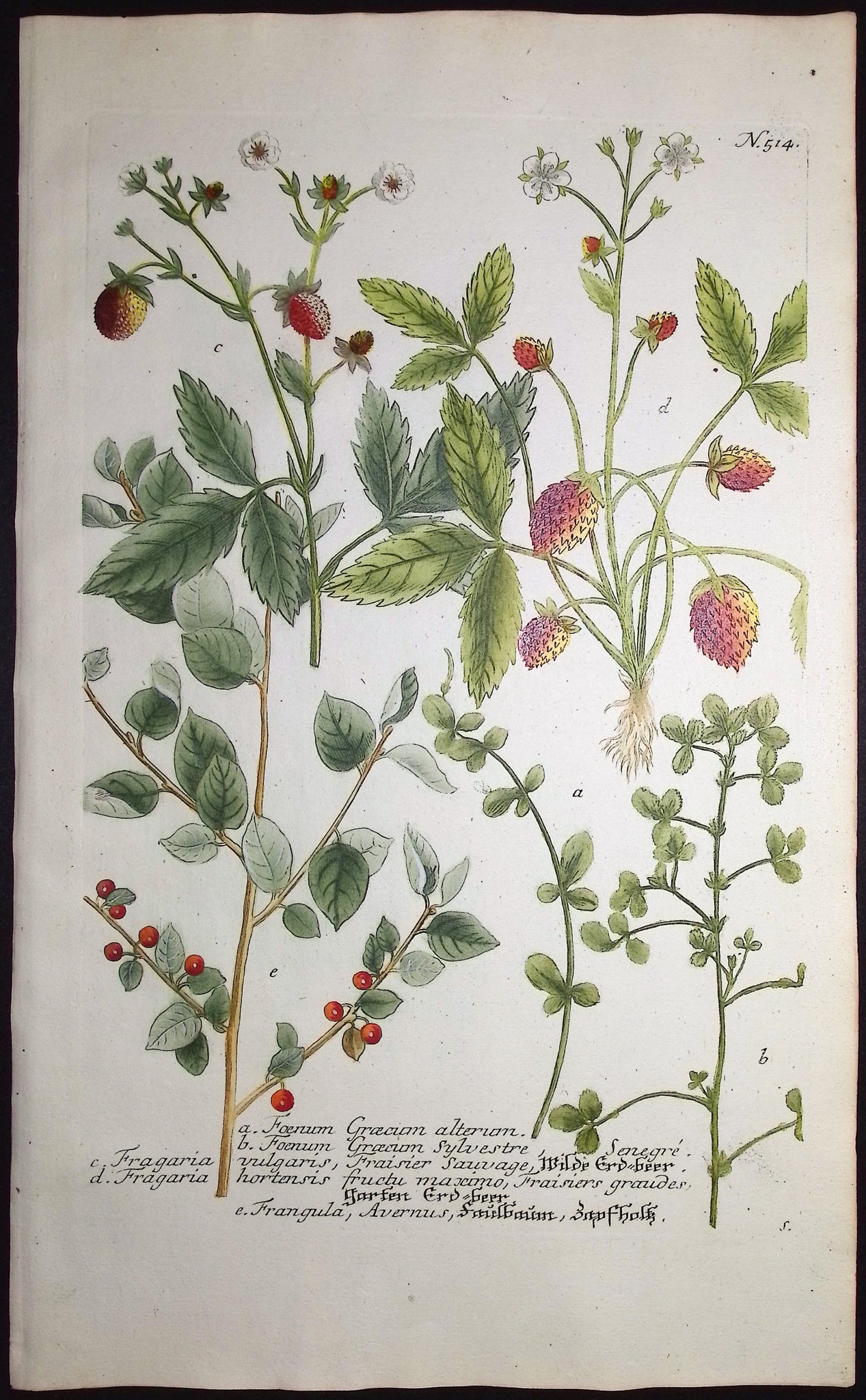 Strawberry