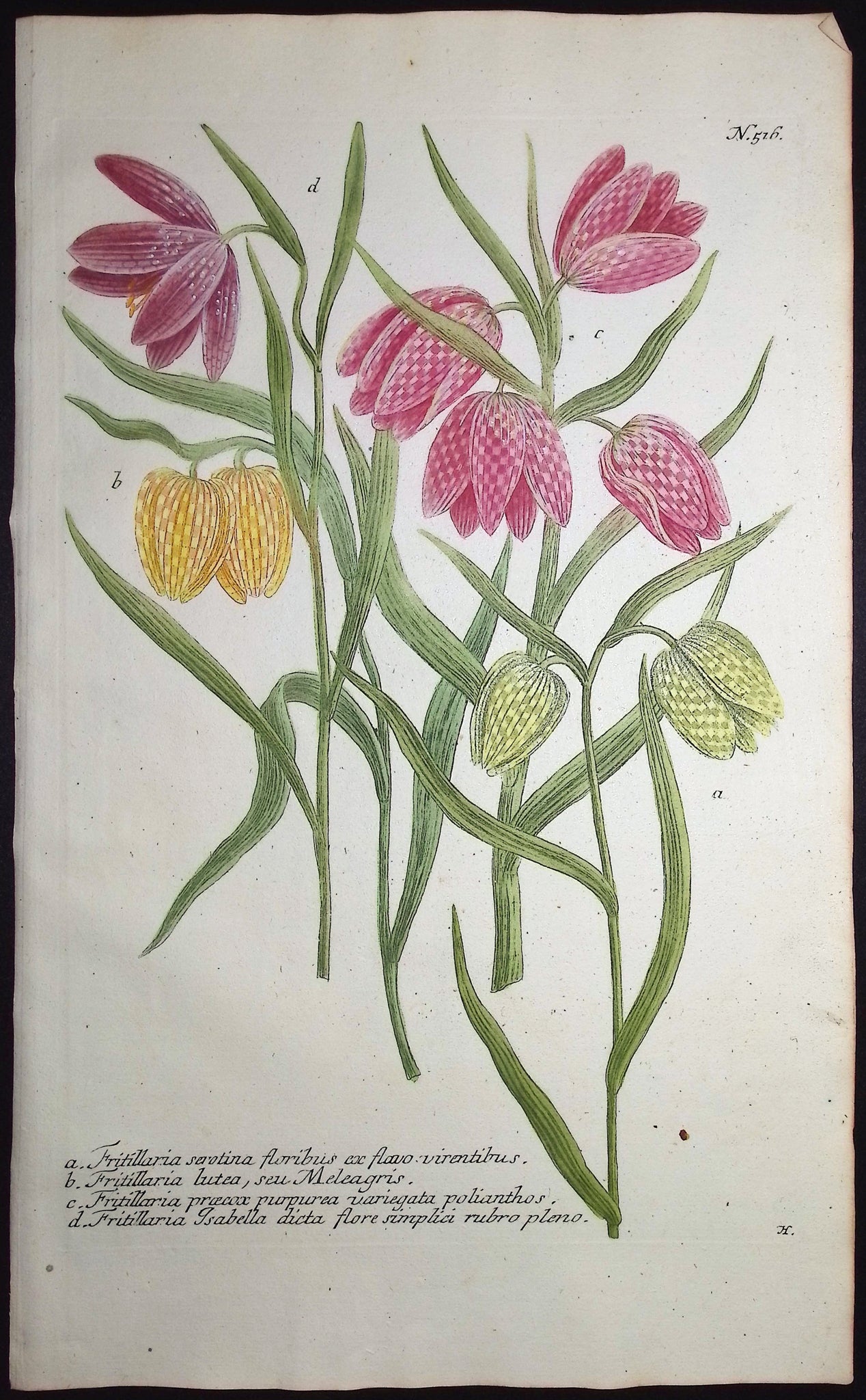 Fritillary