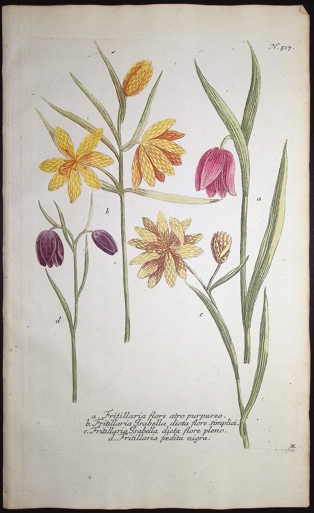 Fritillary