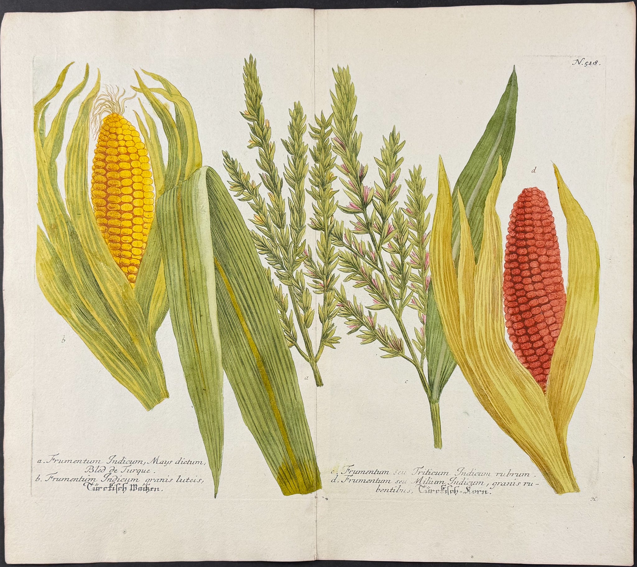 Indian Corn