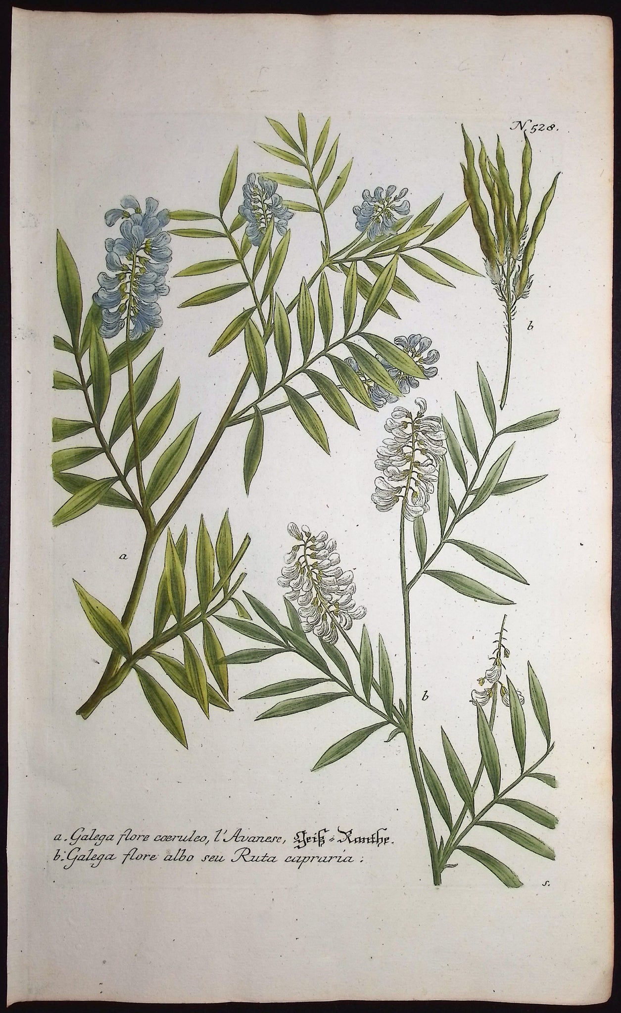 French Lilac