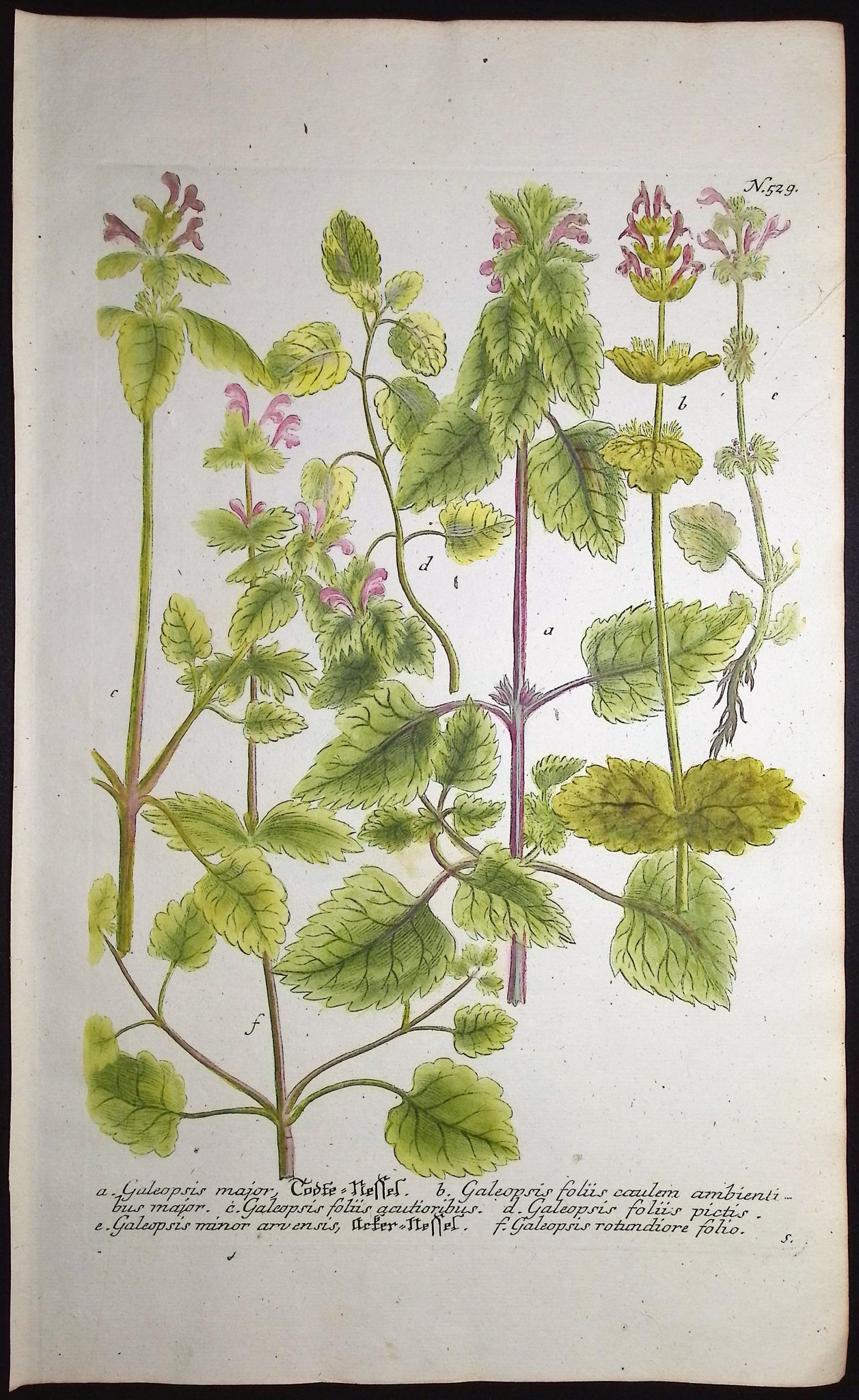Hemp-Nettle