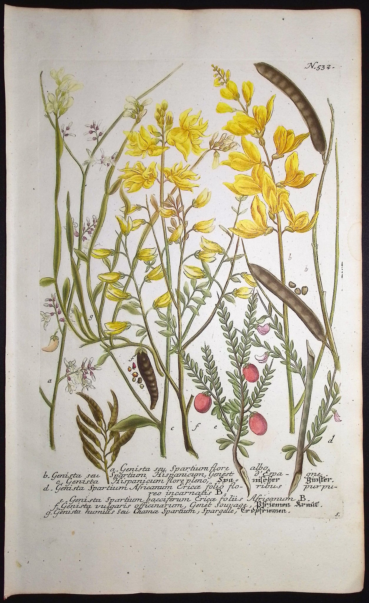 Genista