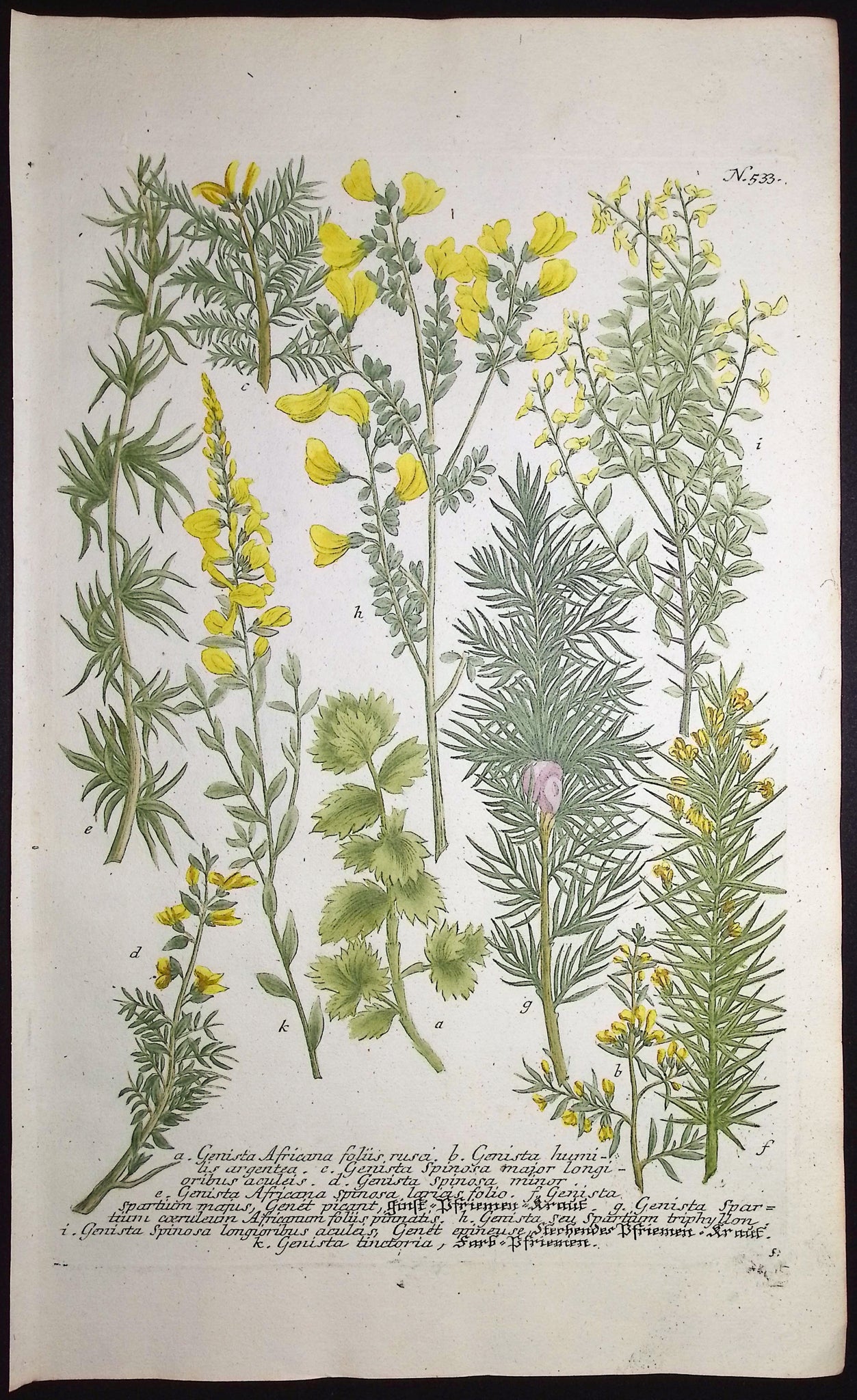 Genista