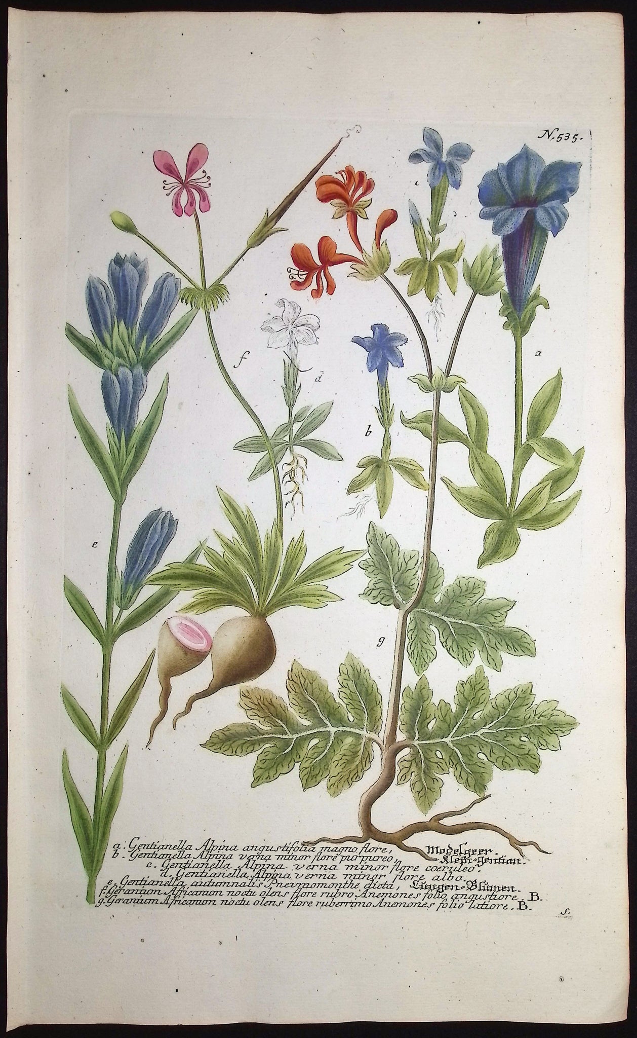 Gentianella, Geranium