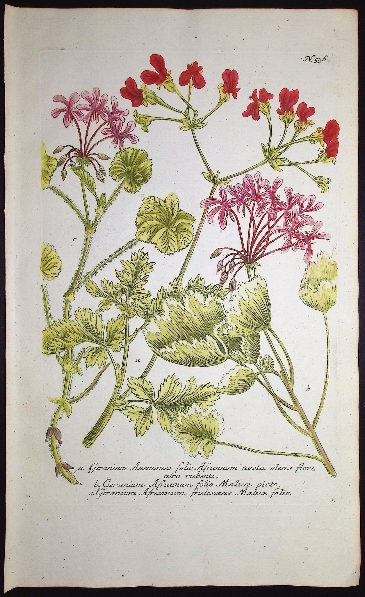 Geranium