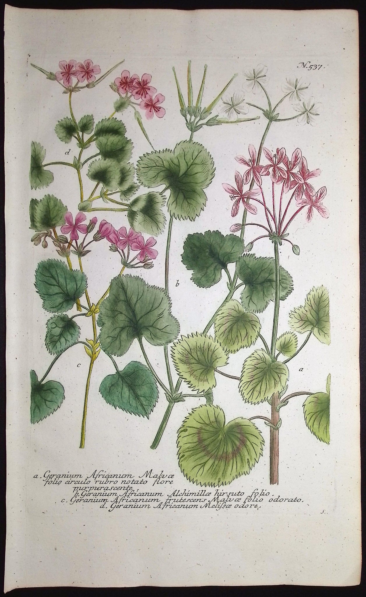 Geranium