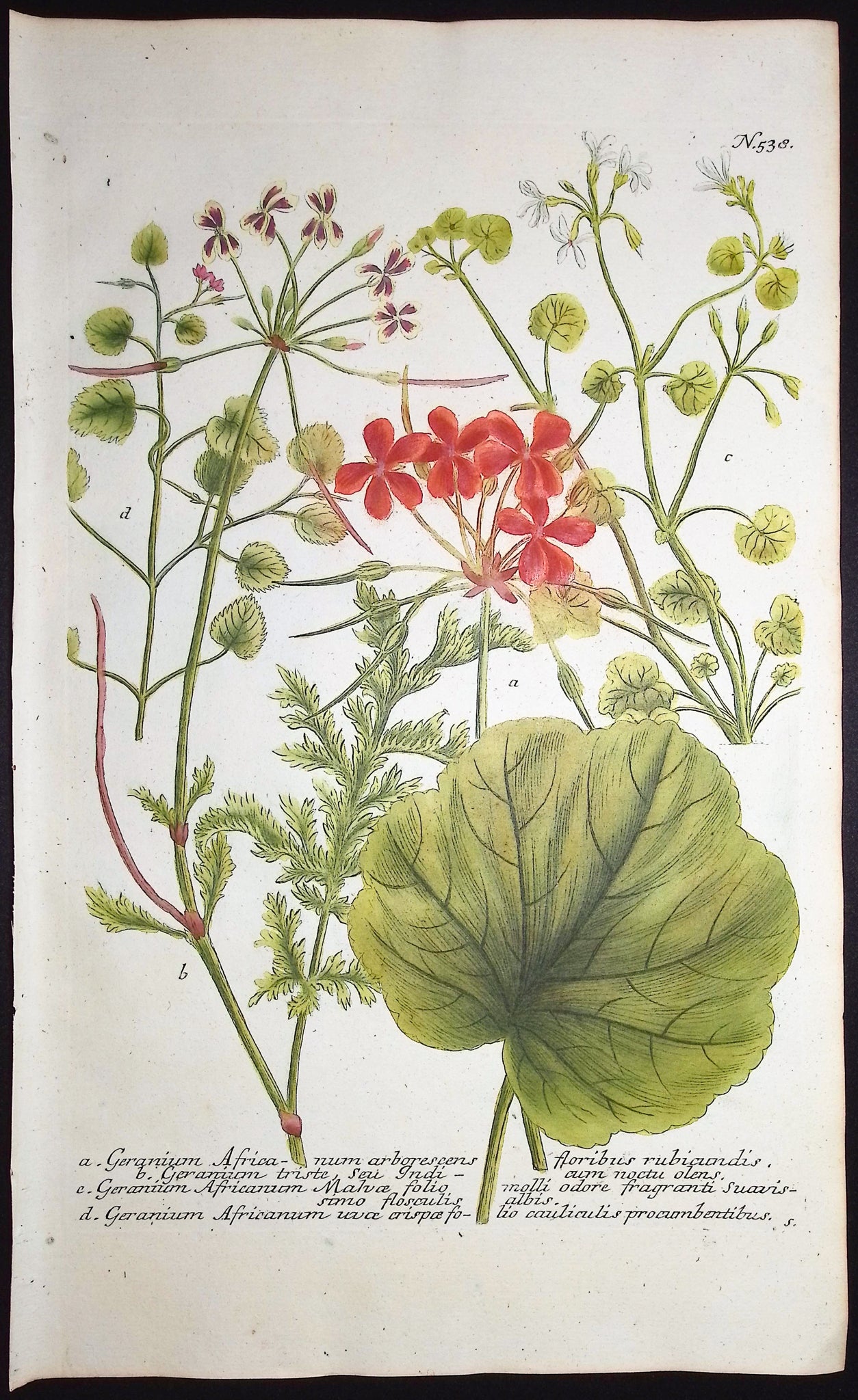 Geranium