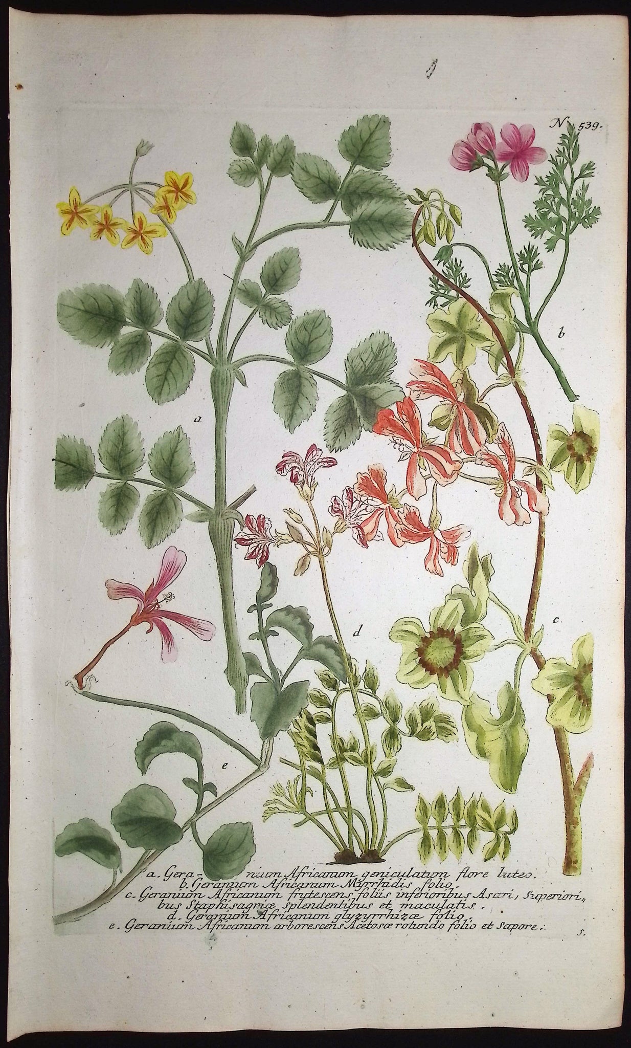 Geranium