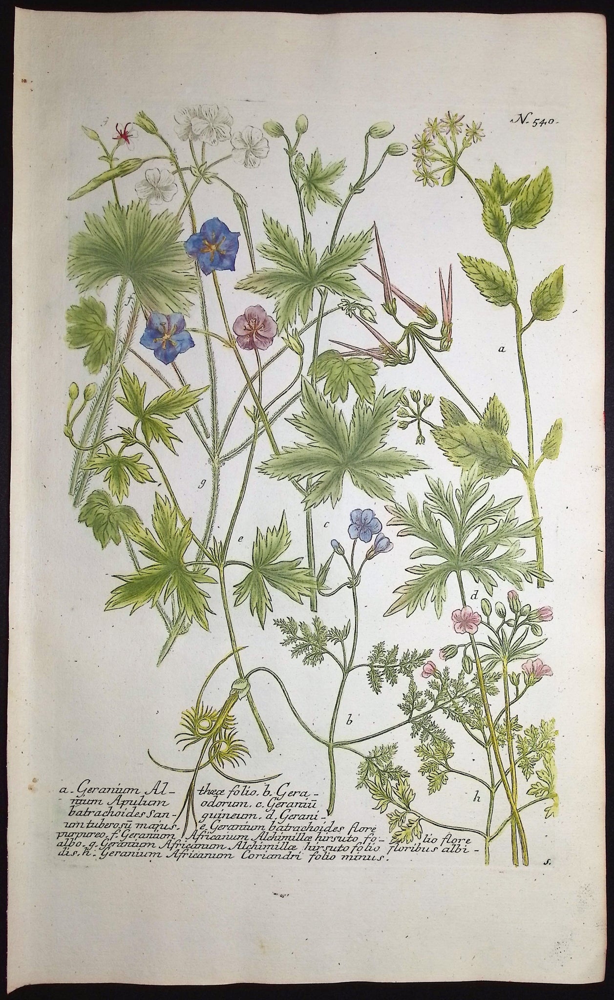 Geranium