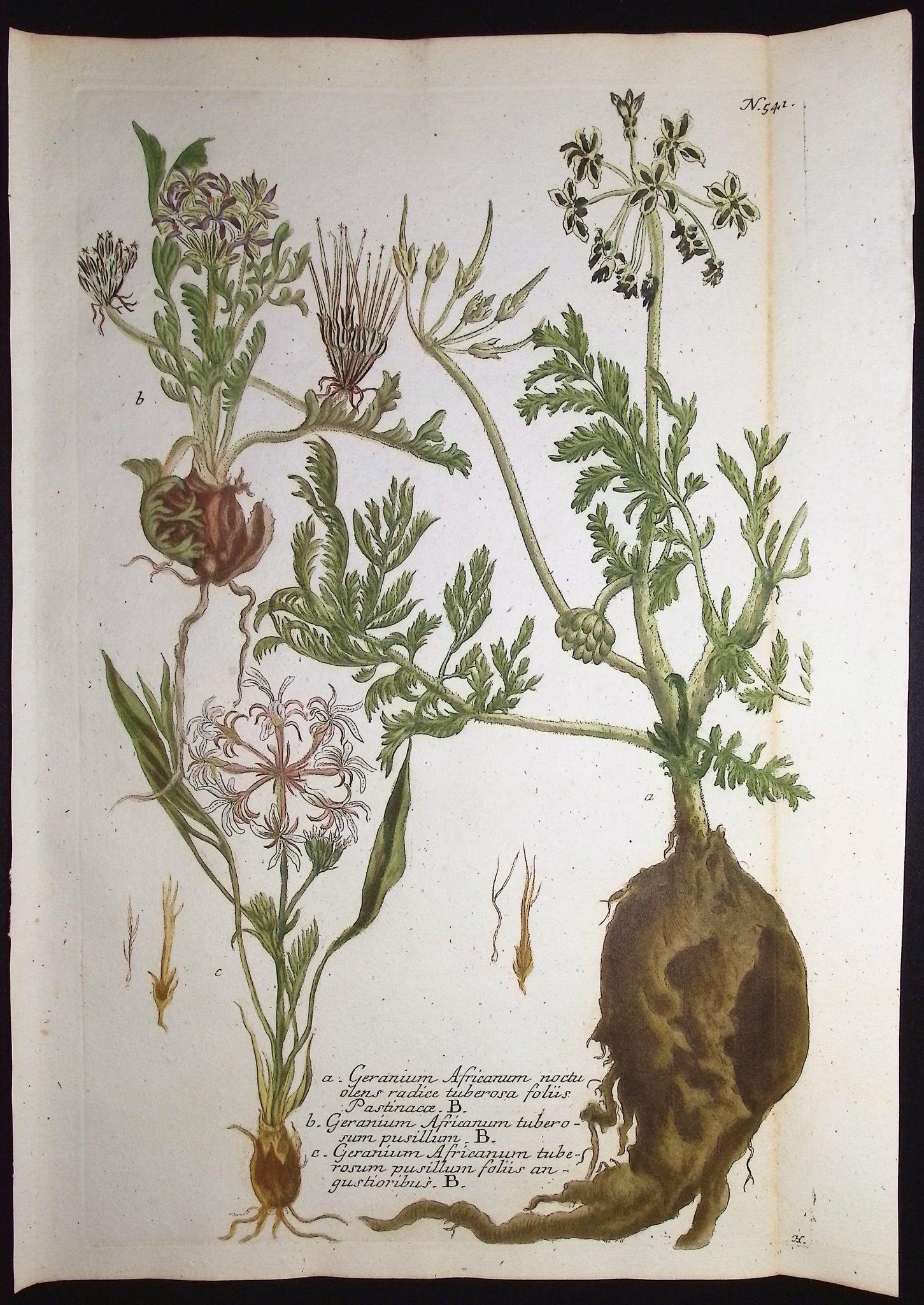 Geranium