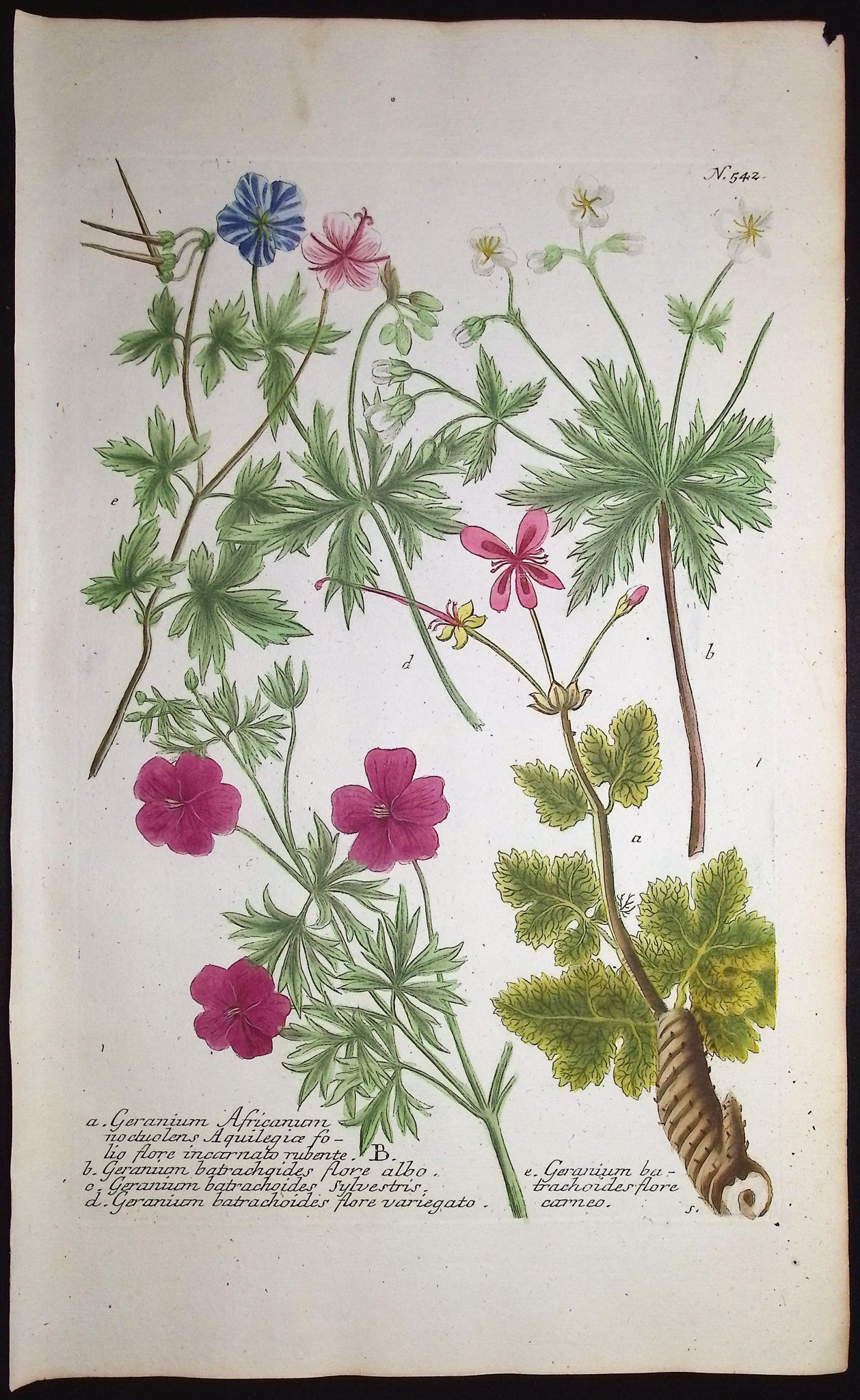 Geranium